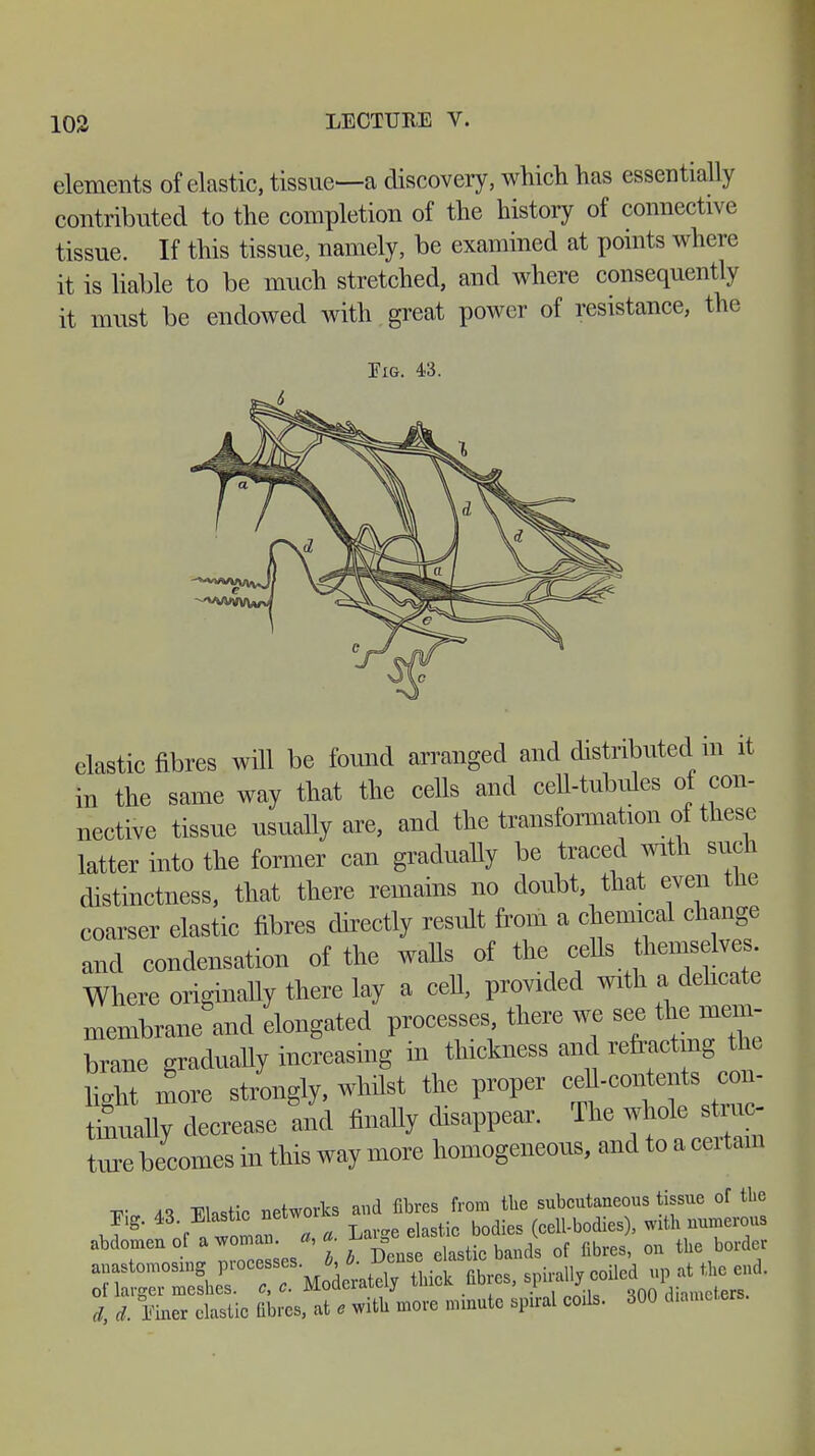 elements of elastic, tissue—a discovery, which has essentially contributed to the completion of the history of connective tissue. If this tissue, namely, be examined at points where it is liable to be much stretched, and where consequently it must be endowed with great power of resistance, the Fig. 43. elastic fibres will be found arranged and distributed m it in the same way that the cells and cell-tubules of con- nective tissue usually are, and the transformation of these latter into the former can gradually be traced with sucn distinctness, that there remains no doubt that even tue coarser elastic fibres directly result from a chemical change and condensation of the walls of the ceUs hemselves Where originally there lay a cell, provided with a delicate membrane and elongated processes there we see the mem- brane gradually increasing in thickness and refracting the light more strongly, whilst the proper ceU-contents con- tinually decrease and finally disappear. The whole struc- ture becomes in this way more homogeneous, and to a certain v M Fhstic networks and fibres from tlie subcutaneous tissue of the Fig. 43. Elastic netwo (cell-bodies), with numerous abdomen of a woman. «, a ^Je Ztic bands of fibres, on the border t Ä fibr^W witl/more minute spiral coils. 300 diameters.