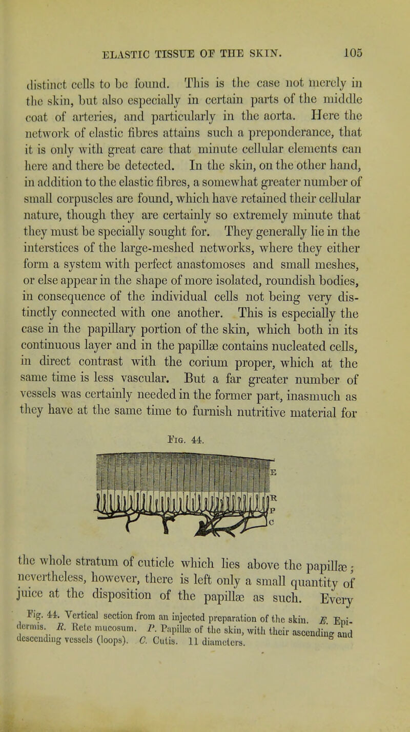 distinct cells to be found. This is the case not merely in the skin, but also especially in certain parts of the middle coat of arteries, and particularly in the aorta. Here the network of elastic fibres attains such a preponderance, that it is only with great care that minute cellular elements can here and there be detected. In the skin, on the other hand, in addition to the elastic fibres, a somewhat greater number of small corpuscles are found, which have retained their cellular nature, though they are certainly so extremely minute that they must be specially sought for. They generally lie in the interstices of the large-meshed networks, where they either form a system with perfect anastomoses and small meshes, or else appear in the shape of more isolated, roundish bodies, in consequence of the individual cells not being very dis- tinctly connected with one another. This is especially the case in the papillary portion of the skin, which both in its continuous layer and in the papillae contains nucleated cells, in direct contrast with the corium proper, which at the same time is less vascular. But a far greater number of vessels was certainly needed in the former part, inasmuch as they have at the same time to furnish nutritive material for Eig. 44. the whole stratum of cuticle which lies above the papillae; nevertheless, however, there is left only a small quantity of juice at the disposition of the papillae as such. Every Fig. 44. Vertical section from an injected preparation of the skin E Eni denn*. R. Retc mucosum. P. Papilla of the skin, with their ascending and descending vessels (loops). C. Cutis. 11 diameters.