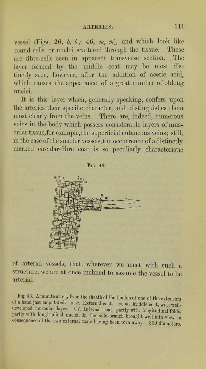 vessel (Figs. 2G, b, b; 4G, m, on), and which look like round cells or nuclei scattered through the tissue. These are fibre-cells seen in apparent transverse section. The layer formed by the middle coat may be most dis- tinctly seen, however, after the addition of acetic acid, which causes the appearance of a great number of oblong nuclei. It is this layer which, generally speaking, confers upon the arteries their specific character, and distinguishes them most clearly from the veins. There are, indeed, numerous veins in the body which possess considerable layers of mus- cular tissue, for example,the superficial cutaneous veins; still, in the case of the smaller vessels, the occurrence of a distinctly marked circular-fibre coat is so pecidiarly characteristic Fig. 46. of arterial vessels, that, wherever we meet with such a structure, we are at once inclined to assume the vessel to be arterial. Pig. 46. A minute artery from the sheath of the tendon of one of the extensors of a hand just amputated, a, a. External coat, m, m. Middle coat, with well- developed muscular layer, i, i. Internal coat, partly with longitudinal folds partly with longitudinal nuclei, in the side-branch brought well into view in consequence of the two external coats having been torn away. 300 diameters