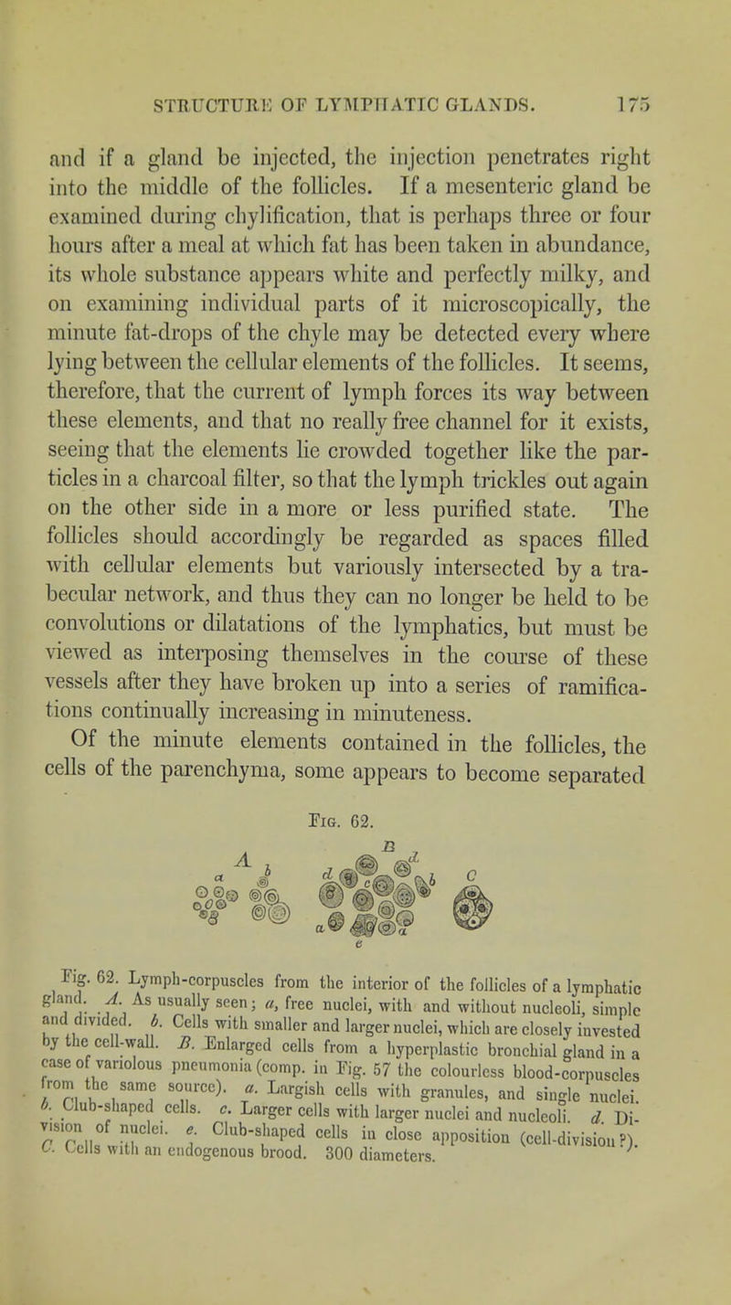 and if a gland be injected, the injection penetrates right into the middle of the follicles. If a mesenteric gland be examined during chylification, that is perhaps three or four hours after a meal at which fat has been taken in abundance, its whole substance appears white and perfectly milky, and on examining individual parts of it microscopically, the minute fat-drops of the chyle may be detected every where lying between the cellular elements of the follicles. It seems, therefore, that the current of lymph forces its way between these elements, and that no really free channel for it exists, seeing that the elements lie crowded together like the par- ticles in a charcoal filter, so that the lymph trickles out again on the other side in a more or less purified state. The follicles should accordingly be regarded as spaces filled with cellular elements but variously intersected by a tra- becular network, and thus they can no longer be held to be convolutions or dilatations of the lymphatics, but must be viewed as interposing themselves in the course of these vessels after they have broken up into a series of ramifica- tions continually increasing in minuteness. Of the minute elements contained in the follicles, the cells of the parenchyma, some appears to become separated Fig. 62. % <mt Fig. 62. Lymph-corpuscles from the interior of the follicles of a lymphatic gland. A As usually seen; a, free nuclei, with and without nucleoli, simple and divided, b Cells with smaller and larger nuclei, which are closely invested by thei cell-wall. B. Enlarged cells from a hyperplastic bronchial gland in a ease o variolous pneumonia (comp, in Fig. 57 the colourless blood-corpuscles from the same source), a. Largish cells with granules, and single nuclei . Club-f aP^ cells, c. Larger cells with larger nuclei and nucleoli d Di- T.».on of „ude.. e Club-shaped cells in close apposition (cell-division ?). C. Cells with an endogenous brood. 300 diameters. 1