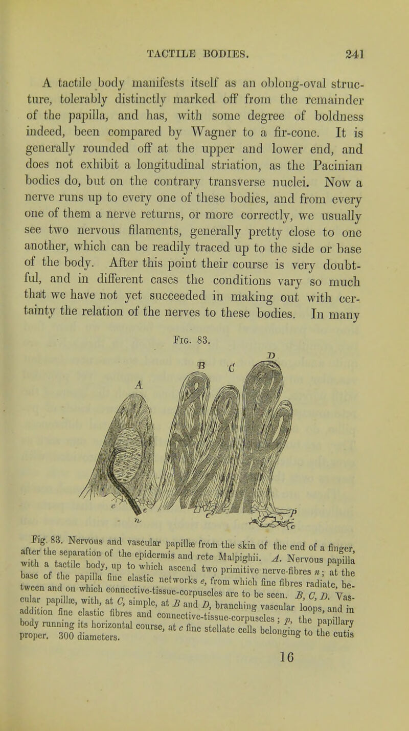 A tactile body manifests itself as an oblong-oval struc- ture, tolerably distinctly marked off from the remainder of the papilla, and has, with some degree of boldness indeed, been compared by Wagner to a fir-cone. It is generally rounded off at the upper and lower end, and does not exhibit a longitudinal striation, as the Pacinian bodies do, but on the contrary transverse nuclei. Now a nerve runs up to every one of these bodies, and from every one of them a nerve returns, or more correctly, we usually see two nervous filaments, generally pretty close to one another, which can be readily traced up to the side or base of the body. After this point their course is very doubt- ful, and in different cases the conditions vary so much that we have not yet succeeded in making out with cer- tainty the relation of the nerves to these bodies. In many Fig. 83. F,g. 83. Nervous and vascular papillae from the skin of the end of a finder after the separaten of the epidermis and rete Malpighii. Ä. Nervous papilla w.th a tactde body up to which ascend two primitive nerve-fibresT- ate 16