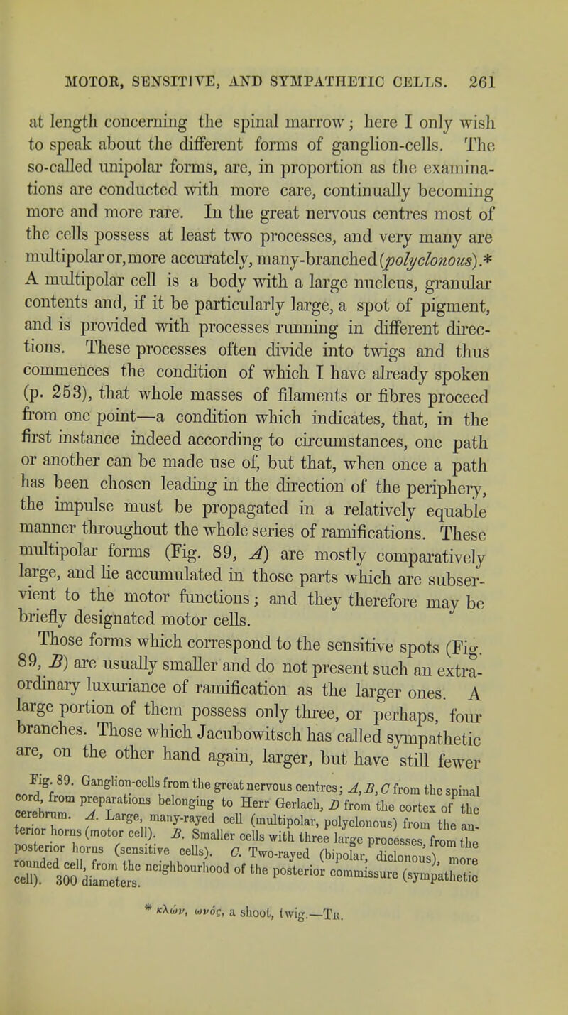 at length concerning the spinal marrow j here I only wish to speak about the different forms of ganglion-cells. The so-called unipolar forms, are, in proportion as the examina- tions are conducted with more care, continually becoming more and more rare. In the great nervous centres most of the cells possess at least two processes, and very many are multipolar or, more accurately, many-branched {polyclonous).* A multipolar cell is a body with a large nucleus, granular contents and, if it be particularly large, a spot of pigment, and is provided with processes running in different direc- tions. These processes often divide into twigs and thus commences the condition of which I have already spoken (p. 253), that whole masses of filaments or fibres proceed from one point—a condition which indicates, that, in the first instance indeed according to circumstances, one path or another can be made use of, but that, when once a path has been chosen leading in the direction of the periphery, the impulse must be propagated in a relatively equable manner throughout the whole series of ramifications. These multipolar forms (Fig. 89, Ä) are mostly comparatively large, and lie accumulated in those parts which are subser- vient to the motor functions; and they therefore may be briefly designated motor cells. Those forms which correspond to the sensitive spots (Fig. 895/g) are usually smaller and do not present such an extra- ordinary luxuriance of ramification as the larger ones. A large portion of them possess only three, or perhaps four branches. Those which Jacubowitsch has caUed sympathetic are, on the other hand again, larger, but have still fewer Fig. 89. Ganglion-cells from the great nervous centres; A,B, C from the spinal ce°rredrr ^T^™ t0 Hen Gerkch> D from the cor^ of the cerebrum. A. Large many-rayed cell (multipolar, polyclonous) from the an tenor horns (motor cell). B. Smaller cells with three large processes from the S*™£2E;neig ourhood of t,le posterior co— «3 * kXüiu, tovdc, a shoot, twig.—Tk.