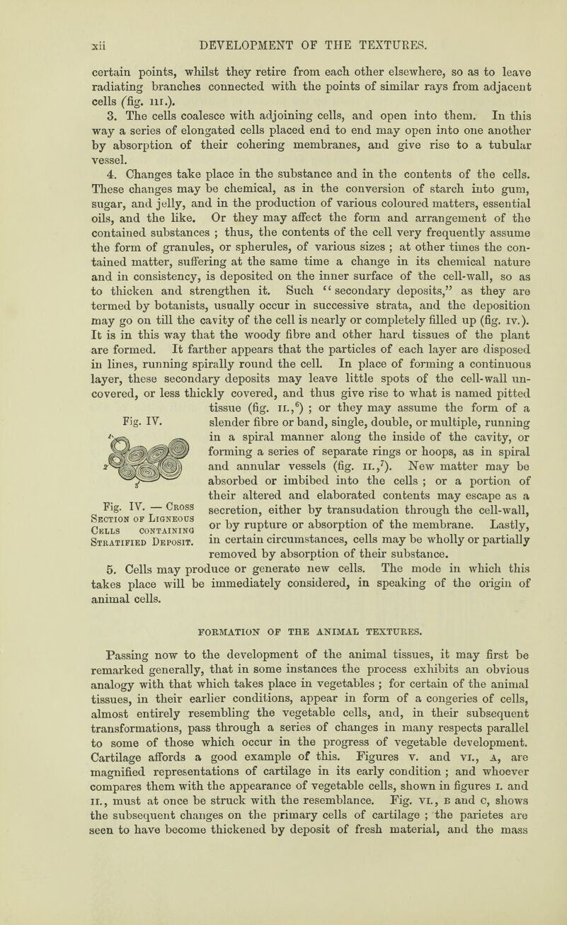 certain points, whilst they retire from each other elsewhere, so as to leave radiating branches connected with the points of similar rays from adjacent cells (fig. 11 r.). 3. The cells coalesce with adjoining cells, and open into them. In this way a series of elongated cells placed end to end may open into one another by absorption of their cohering membranes, and give rise to a tubular vessel. 4. Changes take place in the substance and in the contents of the cells. These changes may be chemical, as in the conversion of starch into gum, sugar, and jelly, and in the production of various coloured matters, essential oils, and the like. Or they may affect the form and arrangement of the contained substances ; thus, the contents of the cell very frequently assume the form of granules, or spherules, of various sizes ; at other times the con¬ tained matter, suffering at the same time a change in its chemical nature and in consistency, is deposited on the inner surface of the cell-wall, so as to thicken and strengthen it. Such 4 4 secondary deposits,” as they are termed by botanists, usually occur in successive strata, and the deposition may go on till the cavity of the cell is nearly or completely filled up (fig. iv.). It is in this way that the woody fibre and other hard tissues of the plant are formed. It farther appears that the particles of each layer are disposed in lines, running spirally round the cell. In place of forming a continuous layer, these secondary deposits may leave little spots of the cell-wall un¬ covered, or less thickly covered, and thus give rise to what is named pitted tissue (fig. ii.,6) ; or they may assume the form of a slender fibre or band, single, double, or multiple, running in a spiral manner along the inside of the cavity, or forming a series of separate rings or hoops, as in spiral and annular vessels (fig. n.,7). New matter may be absorbed or imbibed into the cells ; or a portion of their altered and elaborated contents may escape as a secretion, either by transudation through the cell-wall, or by rupture or absorption of the membrane. Lastly, in certain circumstances, cells may be wholly or partially removed by absorption of their substance. 5. Cells may produce or generate new cells. The mode in which this takes place will be immediately considered, in speaking of the origin of animal cells. Fig. IV. Fig. IV. — Cross Section op Ligneous Cells containing Stratified Deposit. FORMATION- OF THE ANIMAL TEXTURES. Passing now to the development of the animal tissues, it may first be remarked generally, that in some instances the process exhibits an obvious analogy with that which takes place in vegetables ; for certain of the animal tissues, in their earlier conditions, appear in form of a congeries of cells, almost entirely resembling the vegetable cells, and, in their subsequent transformations, pass through a series of changes in many respects parallel to some of those which occur in the progress of vegetable development. Cartilage affords a good example of this. Figures v. and vi., a, are magnified representations of cartilage in its early condition ; and whoever compares them with the appearance of vegetable cells, shown in figures i. and ii., must at once be struck with the resemblance. Fig. vi., b and c, shows the subsequent changes on the primary cells of cartilage ; the parietes are seen to have become thickened by deposit of fresh material, and the mass