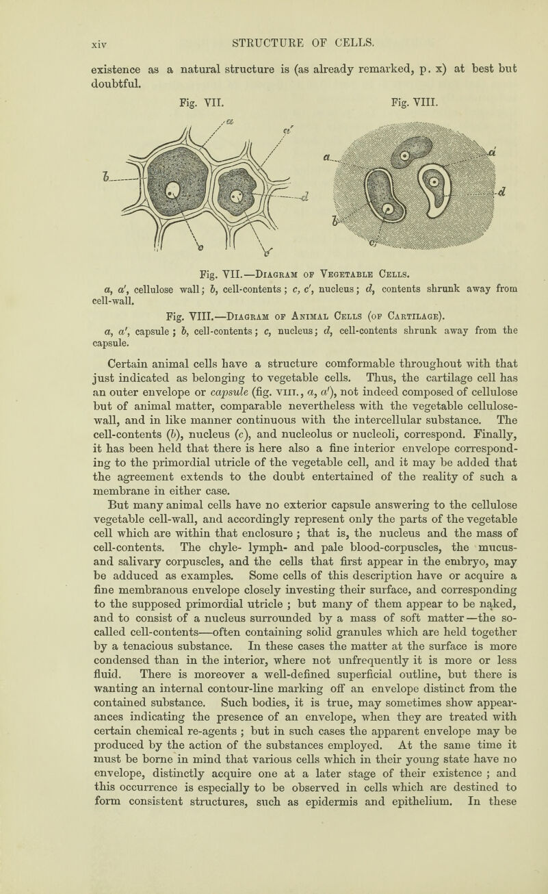 STRUCTURE OF CELLS. existence as a natural structure is (as already remarked, p. x) at best but doubtful. Fig. VII. Fig. VIII. Fig. YII.—Diagram op Vegetable Cells. a, acellulose wall; b, cell-contents ; c, c', nucleus; d, contents shrunk away from cell-wall. Fig. VIII.—Diagram op Animal Cells (op Cartilage). a, a', capsule; b, cell-contents; c, nucleus; d, cell-contents shrunk away from the capsule. Certain animal cells have a structure comformable throughout with that just indicated as belonging to vegetable cells. Thus, the cartilage cell has an outer envelope or capsule (fig. viit. , a, a'), not indeed composed of cellulose but of animal matter, comparable nevertheless with the vegetable cellulose- wall, and in like manner continuous with the intercellular substance. The cell-contents (6), nucleus (c), and nucleolus or nucleoli, correspond. Finally, it has been held that there is here also a fine interior envelope correspond¬ ing to the primordial utricle of the vegetable cell, and it may be added that the agreement extends to the doubt entertained of the reality of such a membrane in either case. But many animal cells have no exterior capsule answering to the cellulose vegetable cell-wall, and accordingly represent only the parts of the vegetable cell which are within that enclosure ; that is, the nucleus and the mass of cell-contents. The chyle- lymph- and pale blood-corpuscles, the mucus- and salivary corpuscles, and the cells that first appear in the embryo, may be adduced as examples. Some cells of this description have or acquire a fine membranous envelope closely investing their surface, and corresponding to the supposed primordial utricle ; but many of them appear to be naked, and to consist of a nucleus surrounded by a mass of soft matter—the so- called cell-contents—often containing solid granules which are held together by a tenacious substance. In these cases the matter at the surface is more condensed than in the interior, where not unfrequently it is more or less fluid. There is moreover a well-defined superficial outline, but there is wanting an internal contour-line marking off an envelope distinct from the contained substance. Such bodies, it is true, may sometimes show appear¬ ances indicating the presence of an envelope, when they are treated with certain chemical re-agents ; but in such cases the apparent envelope may be produced by the action of the substances employed. At the same time it must be borne in mind that various cells which in their young state have no envelope, distinctly acquire one at a later stage of their existence ; and this occurrence is especially to be observed in cells which are destined to form consistent structures, such as epidermis and epithelium. In these