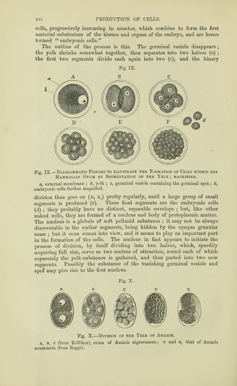 cells, progressively increasing in number, which combine to form the first material substratum of the tissues and organs of the embryo, and are hence termed “ embryonic cells.” The outline of the process is this. The germinal vesicle disappears ; the yelk shrinks somewhat together, then separates into two halves (b) ; the first two segments divide each again into two (c), and the binary Fig. IX. Fig. IX.—Diagrammatic Figures to illustrate the Formation of Cells within the Mammalian Ovum by Segmentation of the Yelk ; magnified. a, external membrane ; b, yelk ; c, germinal vesicle containing the germinal spot; d, embryonic cells further magnified. division thus goes on (d, e,) pretty regularly, until a large group of small segments is produced (f). These final segments are the embryonic cells (d) ; they probably have no distinct, separable envelope ; but, like other naked cells, they are formed of a nucleus and body of protoplasmic matter. The nucleus is a globule of soft pellucid substance ; it may not be always discoverable in the earlier segments, being hidden by the opaque granular mass ; but it soon comes into view, and it seems to play an important part in the formation of the cells. The nucleus in fact appears to initiate the process of division, by itself dividing into two halves, which, speedily acquiring full size, serve as two centres of attraction, round each of which separately the yelk-substance is gathered, and thus parted into two new segments. Possibly the substance of the vanishing germinal vesicle and spot may give rise to the first nucleus. A. Fig. X. c Fig. X,—Division of the Yelk of Ascaris. a, b, o (from Kolliker), ovum of Ascaris nigrovenosa; d and e, that of Ascaris acuminata (from Bagge).