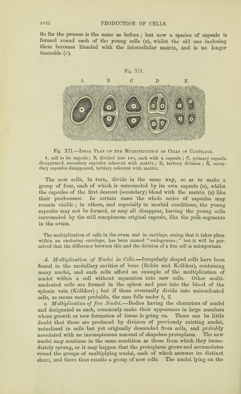 So far the process is the same as before ; but now a species of capsule is formed round each of the young cells (b), whilst the old one inclosing them becomes blended with the intercellular matrix, and is no longer traceable (c). Fig. XII. A B C D E Fig. XII.—Ideal Plan of the Multiplication of Cells of Cartilage. A, cell in its capsule; B, divided into two, each with a capsule ; C, primary capsule disappeared, secondary capsules coherent with matrix; D, tertiary division ; E, secon¬ dary capsules disappeared, tertiary coherent with matrix. The new cells, in turn, divide in the same way, so as to make a group of four, each of which is surrounded by its own capsule (d), whilst the capsules of the first descent (secondary) blend with the matrix (e) like their predecessor. In certain cases the whole series of capsules may remain visible ; in others, and especially in morbid conditions, the young capsules may not be formed, or may all disappear, leaving the young cells surrounded by the still conspicuous original capsule, like the yelk-segments in the ovum. The multiplication of cells in the ovum and in cartilage, seeing that it takes place within an enclosing envelope, has been named “ endogenous; ” but it will be per¬ ceived that the difference between this and the division of a free cell is unimportant. d. Multiplication of Nuclei in Cells.—Irregularly shaped cells have been found in the medullary cavities of bone (Robin and Kolliker), containing many nuclei, and such cells afford an example of the multiplication of nuclei within a cell without separation into new cells. Other multi- nucleated cells are formed in the spleen and pass into the blood of the splenic vein (Kolliker) ; but if these eventually divide into uninucleated cells, as seems most probable, the case falls under b, 2. e. Multiplication of free Nuclei.—Bodies having the characters of nuclei and designated as such, commonly make their appearance in large numbers where growth or new formation of tissue is going on. There can be little doubt that these are produced by division of previously existing nuclei, uninclosed in cells but yet originally descended from cells, and probably associated with an inconspicuous amount of shapeless protoplasm. The new nuclei may continue in the same condition as those from which they imme¬ diately sprung, or it may happen that the protoplasm grows and accumulates round the groups of multiplying nuclei, each of which assumes its distinct share, and there thus results a group of new cells. The nuclei lying on the