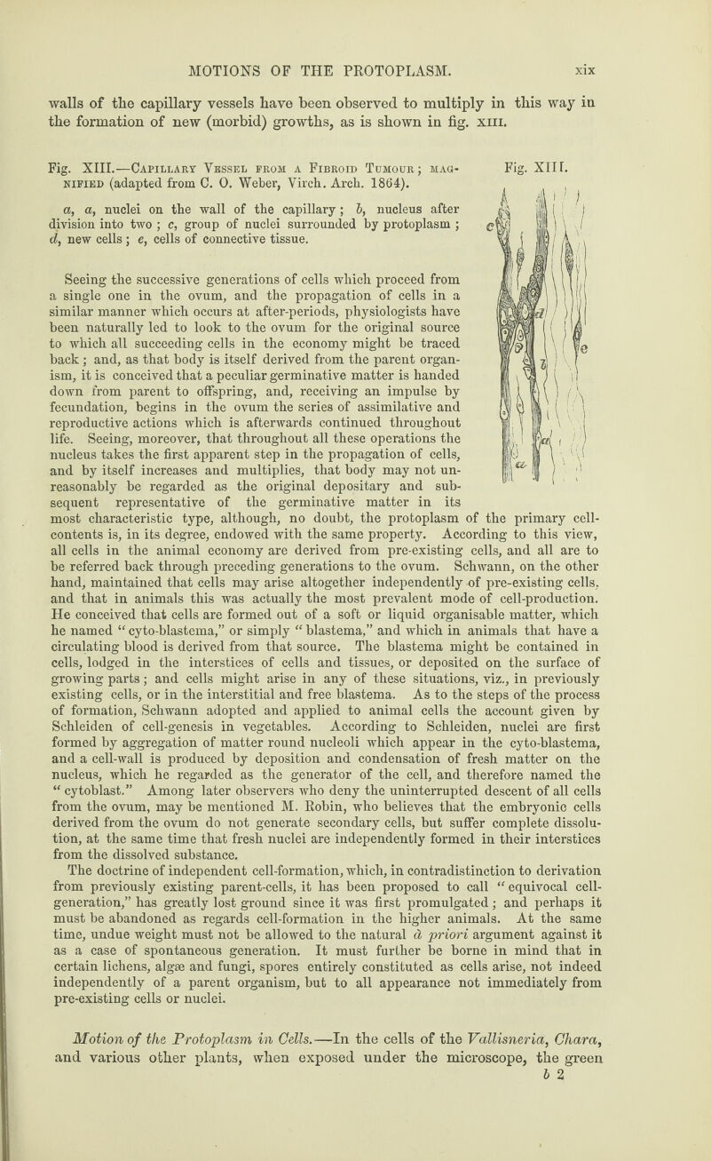 walls of the capillary vessels have been observed to multiply in this way in the formation of new (morbid) growths, as is shown in fig. xin. Fig. XIII.—Capillary Vessel from a Fibroid Tumour; mag¬ nified (adapted from C. 0. Weber, Virch. Arch. 1864). a, a, nuclei on the wall of the capillary ; 6, nucleus after division into two ; c, group of nuclei surrounded by protoplasm ; d, new cells; e, cells of connective tissue. Seeing the successive generations of cells which proceed from a single one in the ovum, and the propagation of cells in a similar manner which occurs at after-periods, physiologists have been naturally led to look to the ovum for the original source to which all succeeding cells in the economy might be traced back; and, as that body is itself derived from the parent organ¬ ism, it is conceived that a peculiar germinative matter is handed down from parent to offspring, and, receiving an impulse by fecundation, begins in the ovum the series of assimilative and reproductive actions which is afterwards continued throughout life. Seeing, moreover, that throughout all these operations the nucleus takes the first apparent step in the propagation of cells, and by itself increases and multiplies, that body may not un¬ reasonably be regarded as the original depositary and sub¬ sequent representative of the germinative matter in its most characteristic type, although, no doubt, the protoplasm of the primary cell- contents is, in its degree, endowed with the same property. According to this view, all cells in the animal economy are derived from pre-existing cells, and all are to be referred back through preceding generations to the ovum. Schwann, on the other hand, maintained that cells may arise altogether independently of pre-existing cells, and that in animals this was actually the most prevalent mode of cell-production. He conceived that cells are formed out of a soft or liquid organisable matter, which he named “ cyto-blastema,” or simply “ blastema,” and which in animals that have a circulating blood is derived from that source. The blastema might be contained in cells, lodged in the interstices of cells and tissues, or deposited on the surface of growing parts; and cells might arise in any of these situations, viz., in previously existing cells, or in the interstitial and free blastema. As to the steps of the process of formation, Schwann adopted and applied to animal cells the account given by Schleiden of cell-genesis in vegetables. According to Schleiden, nuclei are first formed by aggregation of matter round nucleoli which appear in the cyto-blastema, and a cell-wall is produced by deposition and condensation of fresh matter on the nucleus, which he regarded as the generator of the cell, and therefore named the “ cytoblast.” Among later observers who deny the uninterrupted descent of all cells from the ovum, may be mentioned M. Robin, who believes that the embryonic cells derived from the ovum do not generate secondary cells, but suffer complete dissolu¬ tion, at the same time that fresh nuclei are independently formed in their interstices from the dissolved substance. The doctrine of independent cell-formation, which, in contradistinction to derivation from previously existing parent-cells, it has been proposed to call “ equivocal cell- generation,” has greatly lost ground since it was first promulgated; and perhaps it must be abandoned as regards cell-formation in the higher animals. At the same time, undue weight must not be allowed to the natural d priori argument against it as a case of spontaneous generation. It must further be borne in mind that in certain lichens, algae and fungi, spores entirely constituted as cells arise, not indeed independently of a parent organism, but to all appearance not immediately from pre-existing cells or nuclei. Fig. XII r. Motion of the Protoplasm in Cells. —In the cells of the Vallisneria, Chara, and various other plants, when exposed under the microscope, the green b 2