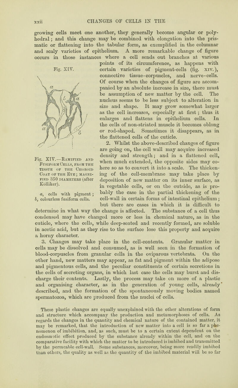 XXU growing cells meet one another, they generally become angular or poly¬ hedral ; and this change may be combined with elongation into the pris¬ matic or flattening into the tabular form, as exemplified in the columnar and scaly varieties of epithelium. A more remarkable change of figure occurs in those instances where a cell sends out branches at various points of its circumference, as happens with certain varieties of pigment-cells (fig. xiv.), connective tissue-corpuscles, and nerve-cells. Of course when the changes of figure are accom¬ panied by an absolute increase in size, there must be assumption of new matter by the cell. The nucleus seems to be less subject to alteration in size and shape. It may grow somewhat larger as the cell increases, especially at first ; thus it enlarges and flattens in epithelium cells. In the cells of non-striated muscle it becomes oblong or rod-shaped. Sometimes it disappears, as in the flattened cells of the cuticle. 2. Whilst the above-described changes of figure are going on, the cell wall may acquire increased density and strength; and in a flattened cell, when much extended, the opposite sides may co¬ here so as to convert it into a scale. The thicken¬ ing of the cell-membrane may take place by deposition of new matter on its inner surface, as in vegetable cells, or on the outside, as is pro¬ bably the case in the partial thickening of the cell-wall in certain forms of intestinal epithelium; but there are cases in which it is difficult to determine in what way the change is affected. The substance of a cell thus condensed may have changed more or less in chemical nature, as in the cuticle, Avhere the cells, while deep-seated and recently formed, are soluble in acetic acid, but as they rise to the surface lose this property and acquire a horny character. 3. Changes may take place in the cell-contents. Granular matter in cells may be dissolved and consumed, as is well seen in the formation of blood-corpuscles from granular cells in the oviparous vertebrata. On the other hand, new matters may appear, as fat and pigment within the adipose and pigmentous cells, and the peculiar constituents of certain secretions in the cells of secreting organs, in which last case the cells may burst and dis¬ charge their contents. Lastly, the process may take on more of a plastic and organising character, as in the generation of young cells, already’ described, and the formation of the spontaneously moving bodies named spermatozoa, which are produced from the nuclei of cells. These plastic changes are equally unexplained with the other alterations of form and structure which accompany the production and metamorphoses of cells. As regards the changes in the quantity and chemical nature of the contained matter, it may be remarked, that the introduction of new matter into a cell is so far a phe¬ nomenon of imbibition, and, as such, must be to a certain extent dependent on the endosmotic effect produced by the substance already within the cell, and on the comparative facility with which the matter to be introduced is imbibed and transmitted by the permeable cell-wall. Some substances, moreover, being more readily imbibed than others, the quality as well as the quantity of the imbibed material will be so far Fig. XIV. Fig. XIV.—Ramified and Fusiform Cells, from the TISSUE OF THE CHOROID Coat of the Eye ; magni¬ fied 350 diameters (after Kolliker). a, cells with pigment; h, colourless fusiform cells.