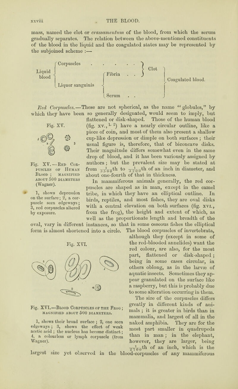 mass, named the clot or crassamentum of the blood, from which the serum gradually separates. The relation between the above-mentioned constituents of the blood in the liquid and the coagulated states may be represented by the subjoined scheme :— T Corpuscles Liquid J [lie blood jiquor sanguinis 'Fibrin . . ^ Serum . . Clot Coagulated blood. f J Fig. XV. © Fig. XV.—Red Cor¬ puscles op Human Blood ; magnified ABOUT 500 DIAMETERS (Wagner). 1, shows depression on the surface; 2, a cor¬ puscle seen edgeways; 3, red corpuscles altered by exposure. Bed Corpuscles.—These are not spherical, as the name “ globules,” by which they have been so generally designated, would seem to imply, but flattened or disk-shaped. Those of the human blood (fig. xv.,2) have a nearly circular outline, like a piece of coin, and most of them also present a shallow cup-like depression or dimple on both surfaces ; their usual figure is, therefore, that of biconcave disks. Their magnitude differs somewhat even in the same drop of blood, and it has been variously assigned by authors; but the prevalent size may be stated at from 3~53o^oth to -g-J-g-^th of an inch in diameter, and about one-fourth of that in thickness. In mammiferous animals generally, the red cor¬ puscles are shaped as in man, except in the camel tribe, in which they have an elliptical outline. In birds, reptiles, and most fishes, they are oval disks with a central elevation on both surfaces (fig. xvi., from the frog), the height and extent of which, as well as the proportionate length and breadth of the oval, vary in different instances, so that in some osseous fishes the elliptical form is almost shortened into a circle. The blood corpuscles of invertebrata, although they (except in some of the red-blooded annelides) want the red colour, are also, for the most part, flattened or disk-shaped ; being in some cases circular, in others oblong, as in the larvae of aquatic insects. Sometimes they ap¬ pear granulated on the surface like a raspberry, but this is probably due to some alteration occurring in them. The size of the corpuscles differs greatly in different kinds of ani¬ mals ; it is greater in birds than in mammalia, and largest of all in the naked amphibia. They are for the most part smaller in quadrupeds than in man; in the elephant, however, they are larger, being yyLyth of an inch, which is the blood-corpuscles of any mammiferous Fig. XVI. Fig. XVI.—Blood Corpuscles op the Frog; MAGNIFIED ABOUT 500 DIAMETERS. 1, shows their broad surface ; 2, one seen edgeways ; 3, shows the effect of weak acetic acid ; the nucleus has become distinct; 4, a colourless or lymph corpuscle (from Wagner). largest size yet observed in the