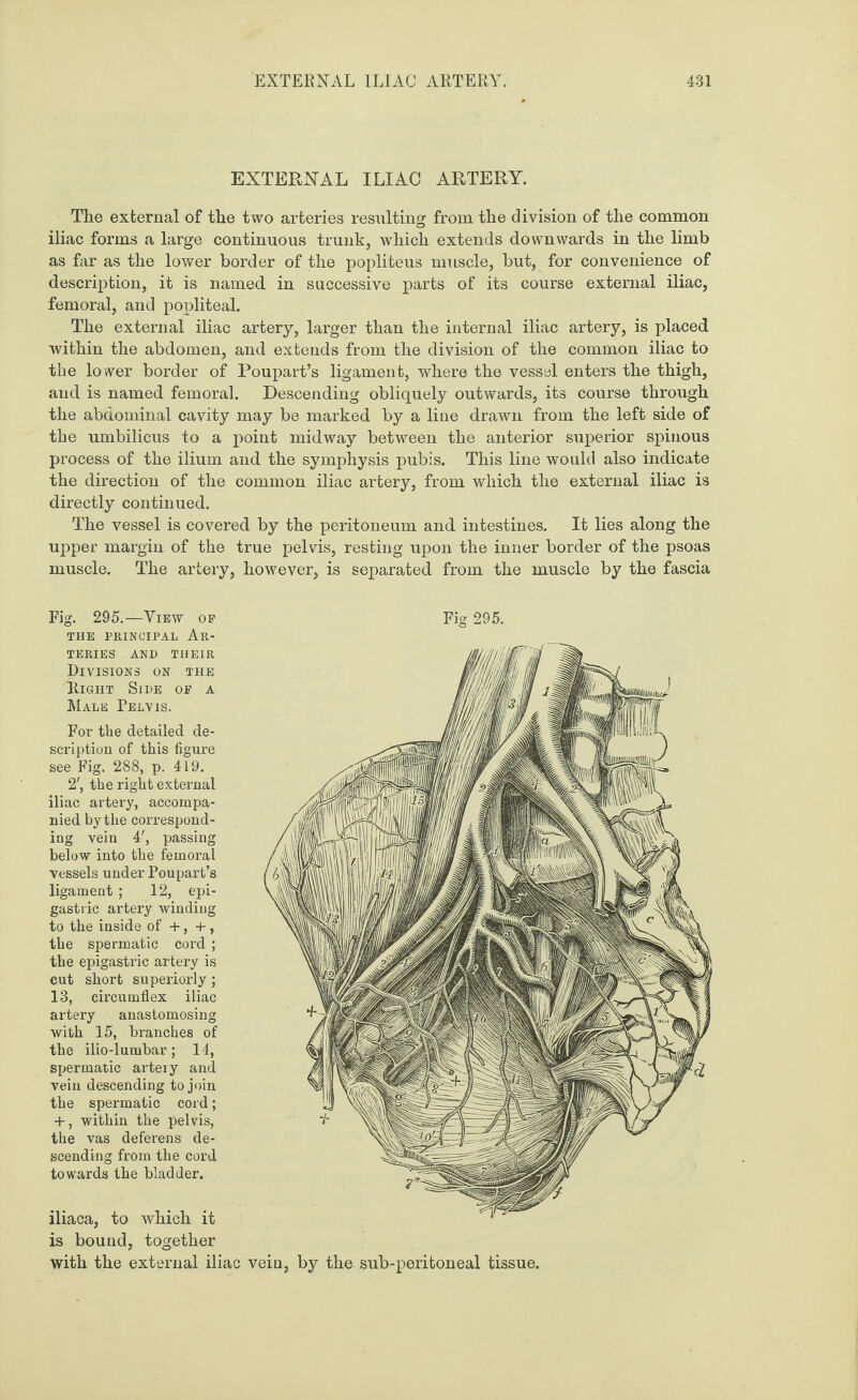 EXTERNAL ILIAC ARTERY. The external of the two arteries resulting from the division of the common iliac forms a large continuous trunk, which extends downwards in the limb as far as the lower border of the popliteus muscle, but, for convenience of description, it is named in successive parts of its course external iliac, femoral, and popliteal. The external iliac artery, larger than the internal iliac artery, is placed within the abdomen, and extends from the division of the common iliac to the lower border of Poupart’s ligament, where the vessel enters the thigh, and is named femoral. Descending obliquely outwards, its course through the abdominal cavity may be marked by a line drawn from the left side of the umbilicus to a point midway between the anterior superior spinous process of the ilium and the symphysis pubis. This line would also indicate the direction of the common iliac artery, from which the external iliac is directly continued. The vessel is covered by the peritoneum and intestines. It lies along the upper margin of the true pelvis, resting upon the inner border of the psoas muscle. The artery, however, is separated from the muscle by the fascia Fig. 295.—View op THE PRINCIPAL AR¬ TERIES AND THEIR Divisions on the Right Side op a Male Pelvis. For the detailed de¬ scription of this figure see Fig. 288, p. 419. 2', the right external iliac artery, accompa¬ nied by the correspond¬ ing vein 4', passing below into the femoral vessels under Poupart’s ligament ; 12, epi¬ gastric artery winding to the inside of +, +, the spermatic cord ; the epigastric artery is cut short superiorly; 13, circumflex iliac artery anastomosing with 15, branches of the ilio-lumbar ; 14, spermatic artery and vein descending to join the spermatic cord; 4-, within the pelvis, the vas deferens de¬ scending from the cord towards the bladder. iliaca, to which it is bound, together with the external iliac vein, by the sub-peritoneal tissue.