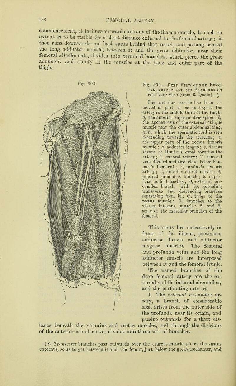 commencement, it inclines outwards in front of the iliacus muscle, to such an extent as to be visible for a short distance external to the femoral artery ; it then runs downwards and backwards behind that vessel, and passing behind the long adductor muscle, between ifc and the great adductor, near their femoral attachments, divides into terminal branches, which pierce the great adductor, and ramify in the muscles at the back and outer part of the thigh. Fig. 300. tance beneath the sartorius and rectus of the anterior crural nerve, divides into Fig. 300.—Deep View op the Femo¬ ral Artery and its Branches on the Left Side (from R. Quain). \ The sartorius muscle has been re¬ moved in part, so as to expose the artery in the middle third of the thigh. a, the anterior superior iliac spine ; b, the aponeurosis of the external oblique muscle near the outer abdominal ring, from which the spermatic cord is seen descending towards the scrotum ; c, the upper part of the rectus fern oris muscle ; d, adductor longus ; e, fibrous sheath of Hunter’s canal covering the artery; 1, femoral artery; 1', femoral vein divided and tied close below Pou- part’s ligament; 2, profunda femoris artery; 3, anterior crural nerves; 4, internal circumflex branch ; 5, super¬ ficial pudic branches ; 6, external cir¬ cumflex branch, with its ascending transverse and descending branches separating from it ; 6', twigs to the rectus muscle ; 7, branches to the vastus internus muscle; 8, and 9, some of the muscular branches of the femoral. This artery lies successively in front of the iliacus, pectineus, adductor brevis and adductor magnus muscles. The femoral and profunda veins and the long adductor muscle are interposed between it and the femoral trunk. The named branches of the deep femoral artery are the ex¬ ternal and the internal circumflex, and the perforating arteries. 1. The external circumflex ar¬ tery, a branch of considerable size, arises from the outer side of the profunda near its origin, and passing outwards for a short dis- muscles, and through the divisions three sets of branches. (a) Transverse branches pass outwards over the crureus muscle, pierce the vastus externus, so as to get between it and the femur, just below the great trochanter, and