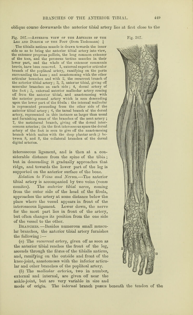 oblique course downwards the anterior tibial artery lies at first close to the Fig. 307.—Anterior view op the Arteries op the Fig. 307. Leo and Dorsum op the Foot (from Tiedemann) £ The tibialis anticus muscle is drawn towards the inner side so as to bring the anterior tibial artery into view, the extensor proprius poilicis, the long common extensor of the toes, and the peroneus tertius muscles in their lower part, and the whole of the extensor communis brevis, have been removed. 1, external superior articular branch of the popliteal artery, ramifying on the parts surrounding the knee ; and anastomosing with the other articular branches and with 2, the recurrent branch of the anterior tibial artery ; 3, 3, anterior tibial, giving off muscular branches on each side ; 4, dorsal artery of the foot ; 5, external anterior malleolar artery coming off from the anterior tibial, and anastomosing with the anterior peroneal artery which is seen descending upon the lower part of the fibula : the internal malleolar is represented proceeding from the other side of the anterior tibial artery ; 6, the tarsal branch of the dorsal artery, represented in this instance as larger than usual and furnishing some of the branches of the next artery ; 7, the metatarsal branch, giving off the dorsal inter¬ osseous arteries; (in the first interosseous space the dorsal artery of the foot is seen to give off the anastomosing branch which unites with the deep plantar arch ;) be¬ tween 8, and 8, the collateral branches of the dorsal digital arteries. interosseous ligament, and is tben at a con¬ siderable distance from tlie spine of the tibia; but in descending it gradually approaches that ridge, and towards the lower part of the leg is supported on the anterior surface of the bone. Relation to Veins and Nerves.—The anterior tibial artery is accompanied by two veins (venae comites). The anterior tibial nerve, coming from the outer side of the head of the fibula, approaches the artery at some distance below the place where the vessel appears in front of the interosseous ligament. Lower down, the nerve for the most part lies in front of the artery, but often changes its position from the one side of the vessel to the other. Blanches.—Besides numerous small muscu¬ lar branches, the anterior tibial artery furnishes the following :— (а) The recurrent artery, given off as soon as the anterior tibial reaches the front of the leg, ascends through the fibres of the tibialis anticus, and, ramifying on the outside and front of the knee-joint, anastomoses with the inferior articu¬ lar and other branches of the popliteal artery. (б) The malleolar arteries, two in number, external and internal, are given off near the ankle-joint, but are very variable in size and mode of origin. The internal branch passes beneath the tendon of the