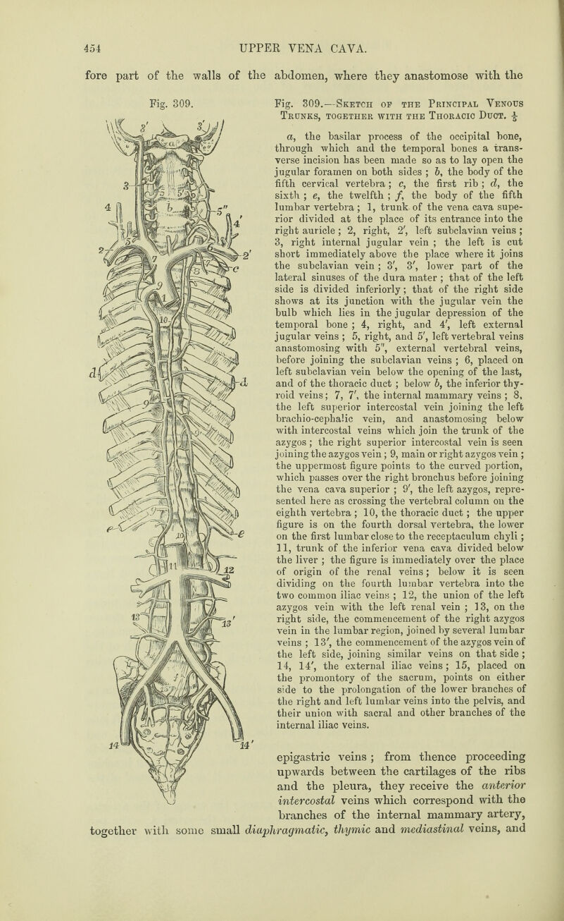 fore part of the walls of the abdomen, where they anastomose with the Fig. 309. Q 13 xl ~13 IV Fig. 309.—Sketch of the Principal Venous Trunks, together with the Thoracic Duct. \ a, the basilar process of the occipital bone, through which and the temporal bones a trans¬ verse incision has been made so as to lay open the jugular foramen on both sides ; 6, the body of the fifth cervical vertebra; c, the first rib ; d, the sixth ; e, the twelfth ; /, the body of the fifth lumbar vertebra ; 1, trunk-of the vena cava supe¬ rior divided at the place of its entrance into the right auricle ; 2, right, 2', left subclavian veins ; 3, right internal jugular vein ; the left is cut short immediately above the place where it joins the subclavian vein ; 3', 3', lower part of the lateral sinuses of the dura mater ; that of the left side is divided inferiorly; that of the right side shows at its junction with the jugular vein the bulb which lies in the jugular depression of the temporal bone ; 4, right, and 4', left external jugular veins ; 5, right, and 5', left vertebral veins anastomosing with 5, external vertebral veins, before joining the subclavian veins ; 6, placed on left subclavian vein below the opening of the last, and of the thoracic duct ; below b, the inferior thy¬ roid veins; 7, 7', the internal mammary veins ; 8, the left superior intercostal vein joining the left brachio-cephalic vein, and anastomosing below with intercostal veins which join the trunk of the azygos ; the right superior intercostal vein is seen joining the azygos vein; 9, main or right azygos vein ; the uppermost figure points to the curved portion, which passes over the right bronchus before joining the vena cava superior ; 9', the left azygos, repre¬ sented here as crossing the vertebral column on the eighth vertebra ; 10, the thoracic duct; the upper figure is on the fourth dorsal vertebra, the lower on the first lumbar close to the receptaculum chyli; 11, trunk of the inferior vena cava divided below the liver ; the figure is immediately over the place of origin of the renal veins; below it is seen dividing on the fourth lumbar vertebra into the two common iliac veins ; 12, the union of the left azygos vein with the left renal vein ; 13, on the right side, the commencement of the right azygos vein in the lumbar region, joined by several lumbar veins ; 13', the commencement of the azygos vein of the left side, joining similar veins on that side ; 14, 14', the external iliac veins ; 15, placed on the promontory of the sacrum, points on either side to the prolongation of the lower branches of the right and left lumbar veins into the pelvis, and their union with sacral and other branches of the internal iliac veins. epigastric veins ; from thence proceeding upwards between the cartilages of the ribs and the pleura, they receive the anterior intercostal veins which correspond with the branches of the internal mammary artery, together with some small diaphragmatic, thymic and mediastinal veins, and