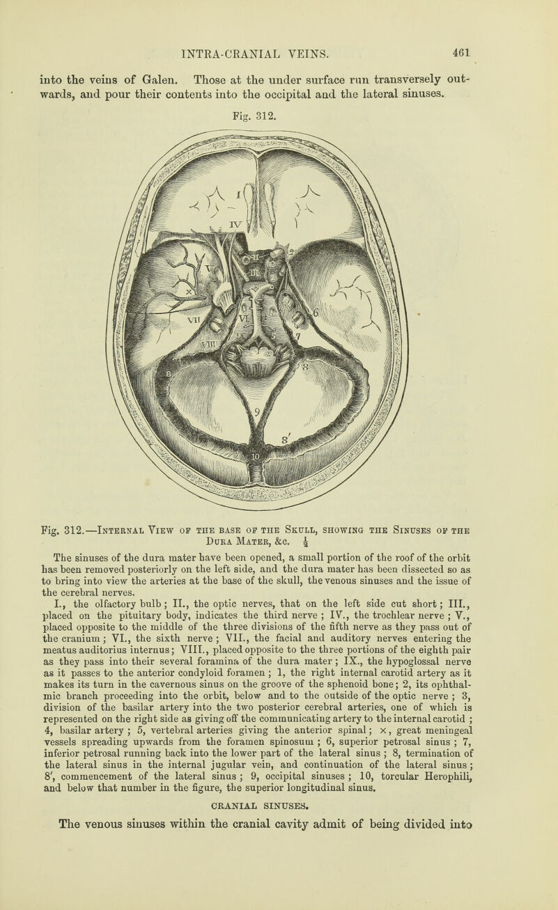 into the veins of Galen. Those at the under surface run transversely out¬ wards, and pour their contents into the occipital and the lateral sinuses. Fig. 312. Fig. 312.—Internal View of the base of the Skull, showing the Sinuses of the Dura Mater, &c. ^ The sinuses of the dura mater have been opened, a small portion of the roof of the orbit has been removed posteriorly on the left side, and the dura mater has been dissected so as to bring into view the arteries at the base of the skull, the venous sinuses and the issue of the cerebral nerves. I., the olfactory bulb; II., the optic nerves, that on the left side cut short; III., placed on the pituitary body, indicates the third nerve ; IV., the trochlear nerve ; V., placed opposite to the middle of the three divisions of the fifth nerve as they pass out of the cranium; VI., the sixth nerve; VII., the facial and auditory nerves entering the meatus auditorius internus; VIII., placed opposite to the three portions of the eighth pair as they pass into their several foramina of the dura mater; IX., the hypoglossal nerve as it passes to the anterior condyloid foramen ; 1, the right internal carotid artery as it makes its turn in the cavernous sinus on the groove of the sphenoid bone; 2, its ophthal¬ mic branch proceeding into the orbit, below and to the outside of the optic nerve ; 3, division of the basilar artery into the two posterior cerebral arteries, one of which is represented on the right side as giving off the communicating artery to the internal carotid ; 4, basilar artery ; 5, vertebral arteries giving the anterior spinal; x, great meningeal vessels spreading upwards from the foramen spinosutn ; 6, superior petrosal sinus ; 7, inferior petrosal running back into the lower part of the lateral sinus ; 8, termination of the lateral sinus in the internal jugular vein, and continuation of the lateral sinus; 8', commencement of the lateral sinus ; 9, occipital sinuses ; 10, torcular Herophili, and below that number in the figure, the superior longitudinal sinus. CRANIAL SINUSES. The venous sinuses within the cranial cavity admit of being divided into