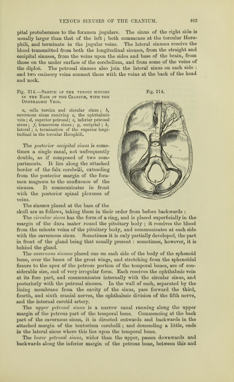 pital protuberance to the foramen jugulare. The sinus of the right side is usually larger than that of the left ; both commence at the torcular Hero- phili, and terminate in the jugular veins. The lateral sinuses receive the blood transmitted from both the longitudinal sinuses, from the straight and occipital sinuses, from the veins upon the sides and base of the brain, from those on the under surface of the cerebellum, and from some of the veins of the diploe. The petrosal sinuses also join the lateral sinus on each side : and two emissary veins connect these with the veins at the back of the head and neck. in the Base op the Cranium, with the Ophthalmic Vein. a, .sella turcica and circular sinus; 5, cavernous sinus receiving c, the ophthalmic vein ; d, superior petrosal; e, inferior petrosal sinus; /, transverse sinus ; g, occipital ; h, lateral ; i, termination of the superior longi¬ tudinal in the torcular Herophili. The posterior occipital sinus is some¬ times a single canal, not unfrequently double, as if composed of two com¬ partments. It lies along the attached border of the falx cerebelli, extending from the posterior margin of the fora¬ men magnum to the confluence of the sinuses. It communicates in front with the posterior spinal plexuses of veins. The sinuses placed at the base of the skull are as follows, taking them in their order from before backwards : The circular sinus has the form of a ring, and is placed superficially in the margin of the dura mater round the pituitary body ; it receives the blood from the minute veins of the pituitary body, and communicates at each side with the cavernous sinus. Sometimes it is only partially developed, the part in front of the gland being that usually present : sometimes, however, it is behind the gland. The cavernous sinuses placed one on each side of the body of the sphenoid bone, over the bases of the great wings, and stretching from the sphenoidal fissure to the apex of the petrous portion of the temporal bones, are of con¬ siderable size, and of very irregular form. Each receives the ophthalmic vein at its fore part, and communicates internally with the circular sinus, and posteriorly with the petrosal sinuses. In the wall of each, separated by the lining membrane from the cavity of the sinus, pass forward the third, fourth, and sixth cranial nerves, the ophthalmic division of the fifth nerve, and the internal carotid artery. The upper petrosal sinus is a narrow canal running along the upper margin of the petrous part of the temporal bone. Commencing at the back part of the cavernous sinus, it is directed outwards and backwards in the attached margin of the tentorium cerebelli ; and descending a little, ends in the lateral sinus where this lies upon the temporal bone. The lower petrosal sinus, wider than the upper, passes downwards and backwards along the inferior margin of the petrous bone, between this and