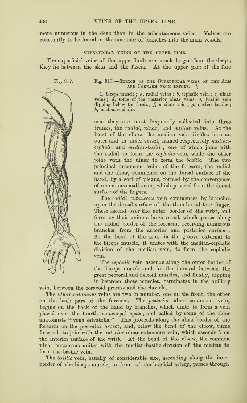 more numerous in the deep than in the subcutaneous veins. Valves are constantly to be found at the entrance of branches into the main vessels. SUPERFICIAL VEINS OF THE UPPER LIMB. The superficial veins of the upper limb are much larger than the deep ; they lie between the skin and the fascia. At the upper part of the fore Fig. 317.—Sketch of the Superficial veins of the Arm and Forearm from before. | 1, biceps muscle; a, radial veins ; b, cephalic vein ; c, ulnar veins ; d, some of the posterior ulnar veins; e, basilic vein dipping below the fascia ; f, median vein ; g, median basilic ; A, median cephalic. arm they are most frequently collected into three trunks, the radial, ulnar, and median veins. At the bend of the elbow the median vein divides into an outer and an inner vessel, named respectively median- cephalic and median-basilic, one of which joins with the radial to form the cephalic vein, while the other joins with the ulnar to form the basilic. The two principal cutaneous veins of the forearm, the radial and the ulnar, commence on the dorsal surface of the hand, by a sort of plexus, formed by the convergence of numerous small veins, which proceed from the dorsal surface of the fingers. The radial cutaneous vein commences by branches upon the dorsal surface of the thumb and fore finger. These ascend over the outer border of -the wrist, and form by their union a large vessel, which passes along the radial border of the forearm, receiving numerous branches from the anterior and posterior surfaces. At the bend of the arm, in the groove external to the biceps muscle, it unites with the median-cephalic division of the median vein, to form the cephalic vein. The cephalic vein ascends along the outer border of the biceps muscle and in the interval between the great pectoral and deltoid muscles, and finally, dipping in between those muscles, terminates in the axillary vein, between the coracoid process and the clavicle. The ulnar cutaneous veins are two in number, one on the front, the other on the back part of the forearm. The posterior ulnar cutaneous vein, begins on the back of the hand by branches, which unite to form a vein placed over the fourth metacarpal space, and called by some of the older anatomists “vena salvatella.” This proceeds along the ulnar border of the forearm on the posterior aspect, and, below the bend of the elbow, turns forwards to join with the anterior ulnar cutaneous vein, which ascends from the anterior surface of the wrist. At the bend of the elbow, the common ulnar cutaneous unites with the median-basilic division of the median to form the basilic vein. The basilic vein, usually of considerable size, ascending along the inner border of the biceps muscle, in front of the brachial artery, passes through