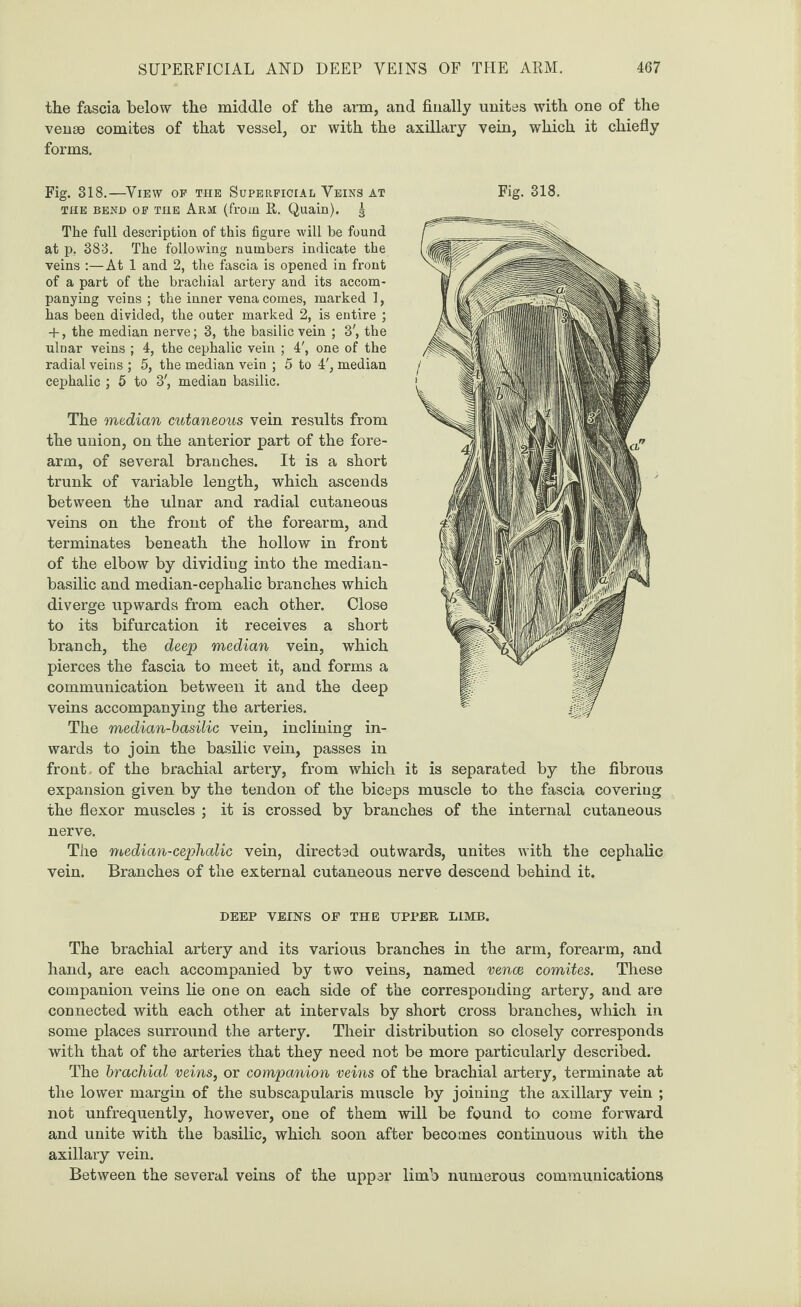 the fascia below the middle of the arm, and finally unites with one of the vense comites of that vessel, or with the axillary vein, which it chiefly forms. the bend of the Arm (from R. Quain). | The full description of this figure will be found at p. 383. The following numbers indicate the veins :—At 1 and 2, the fascia is opened in front of a part of the brachial artery and its accom¬ panying veins ; the inner vena comes, marked 1, has been divided, the outer marked 2, is entire ; + , the median nerve; 3, the basilic vein ; 3', the ulnar veins ; 4, the cephalic vein ; 4', one of the radial veins ; 5, the median vein ; 5 to 4', median cephalic ; 5 to 3', median basilic. The median cutaneous vein results from the union, on the anterior part of the fore¬ arm, of several branches. It is a short trunk of variable length, which ascends between the ulnar and radial cutaneous veins on the front of the forearm, and terminates beneath the hollow in front of the elbow by dividing into the median- basilic and median-cephalic branches which diverge upwards from each other. Close to its bifurcation it receives a short branch, the deep median vein, which pierces the fascia to meet it, and forms a communication between it and the deep veins accompanying the arteries. The median-basilic vein, inclining in¬ wards to join the basilic vein, passes in front of the brachial artery, from which it is separated by the fibrous expansion given by the tendon of the biceps muscle to the fascia covering the flexor muscles ; it is crossed by branches of the internal cutaneous nerve. The median-cephalic vein, directed outwards, unites with the cephalic vein. Branches of the external cutaneous nerve descend behind it. DEEP VEINS OF THE UPPER LIMB. The brachial artery and its various branches in the arm, forearm, and hand, are each accompanied by two veins, named venae comites. These companion veins lie one on each side of the corresponding artery, and are connected with each other at intervals by short cross branches, which in some places surround the artery. Their distribution so closely corresponds with that of the arteries that they need not be more particularly described. The brachial veins, or companion veins of the brachial artery, terminate at the lower margin of the subscapularis muscle by joining the axillary vein ; not unfrequently, however, one of them will be found to come forward and unite with the basilic, which soon after becomes continuous with the axillary vein. Between the several veins of the upper limb numerous communications