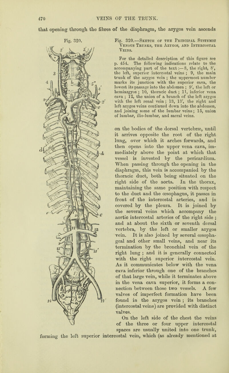 that opening through the fibres of the diaphragm, the azygos vein ascends Fig. 320. 3 TO Fig. 320.—Sketch of the Principal Systemic Venous Trunks, the Azygos, and Intercostal Veins. For the detailed description of this figure see p. 454. The following indications relate to the accompanying part of the text:—8, the right, 8', the left, superior intercostal veins ; 9, the main trunk of the azygos vein ; the uppermost number marks its junction with the superior cava, the lowest its passage into the abdomen ; 9', the left or hemiazgyos ; 10, thoracic duct ; 11, inferior vena cava ; 12, the union of a branch of the left azygos with the left renal vein ; 13, 13', the right and left azygos veins continued down into the abdomen, and joining some of the lumbar veins; 15, union of lumbar, ilio-lumbar, and sacral veins. on the bodies of the dorsal vertebrae, until it arrives opposite the root of the right lung, over which, it arches forwards, and then opens into the upper vena cava, im¬ mediately above the point at which that vessel is invested by the pericardium. When passing through the opening in the diaphragm, this vein is accompanied by the thoracic duct, both being situated on the right side of the aorta. In the thorax, maintaining the same position with respect to the duct and the oesophagus, it passes in front of the intercostal arteries, and is covered by the pleura. It is joined by the several veins which accompany the aortic intercostal arteries of the right side ; and at about the sixth or seventh dorsal vertebra, by the left or smaller azygos vein. It is also joined by several oesopha¬ geal and other small veins, and near its termination by the bronchial vein of the right lung ; and it is generally connected with the right superior intercostal vein. As it communicates below with the vena cava inferior through one of the branches of that large vein, while it terminates above in the vena cava superior, it forms a con¬ nection between those two vessels. A few valves of imperfect formation have been found in the azygos vein ; its branches (intercostal veins) are provided with distinct valves. On the left side of the chest the veins of the three or four upper intercostal spaces are usually united into one trunk, forming the left superior intercostal vein, which (as already mentioned at in