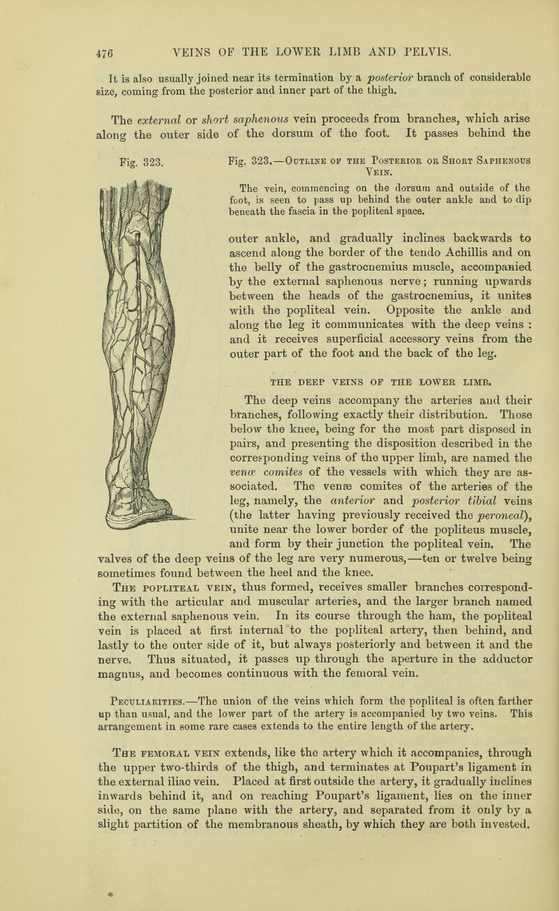 It is also usually joined near its termination by a posterior branch of considerable size, coming from the posterior and inner part of the thigh. The external or short saphenous vein proceeds from branches, which arise along the outer side of the dorsum of the foot. It passes behind the Fig. 323.—Outline op the Posterior or Short Saphenous Vein. The vein, commencing on the dorsum and outside of the foot, is seen to pass up behind the outer ankle and to dip beneath the fascia in the popliteal space. outer ankle, and gradually inclines backwards to ascend along the border of the tendo Achillis and on the belly of the gastrocnemius muscle, accompanied by the external saphenous nerve; running upwards between the heads of the gastrocnemius, it unites with the popliteal vein. Opposite the ankle and along the leg it communicates with the deep veins : and it receives superficial accessory veins from the outer part of the foot and the back of the leg. THE DEEP VEINS OF THE LOWER LIMB. The deep veins accompany the arteries and their branches, following exactly their distribution. Those below the knee, being for the most part disposed in pairs, and presenting the disposition described in the corresponding veins of the upper limb, are named the venae comites of the vessels with which they are as¬ sociated. The venae comites of the arteries of the leg, namely, the anterior and posterior tibial veins (the latter having previously received the peroneal), unite near the lower border of the popliteus muscle, and form by their junction the popliteal vein. The valves of the deep veins of the leg are very numerous,—ten or twelve being sometimes found between the heel and the knee. The popliteal vein, thus formed, receives smaller branches correspond¬ ing with the articular and muscular arteries, and the larger branch named the external saphenous vein. In its course through the ham, the popliteal vein is placed at first internal to the popliteal artery, then behind, and lastly to the outer side of it, but always posteriorly and between it and the nerve. Thus situated, it passes up through the aperture in the adductor magnus, and becomes continuous with the femoral vein. Peculiarities.—The union of the veins which form the popliteal is often farther up than usual, and the lower part of the artery is accompanied by two veins. This arrangement in some rare cases extends to the entire length of the artery. The femoral vein extends, like the artery which it accompanies, through the upper two-thirds of the thigh, and terminates at Poupart’s ligament in the external iliac vein. Placed at first outside the artery, it gradually inclines inwards behind it, and on reaching Poupart’s ligament, lies on the inner side, on the same plane with the artery, and separated from it only by a slight partition of the membranous sheath, by which they are both invested.