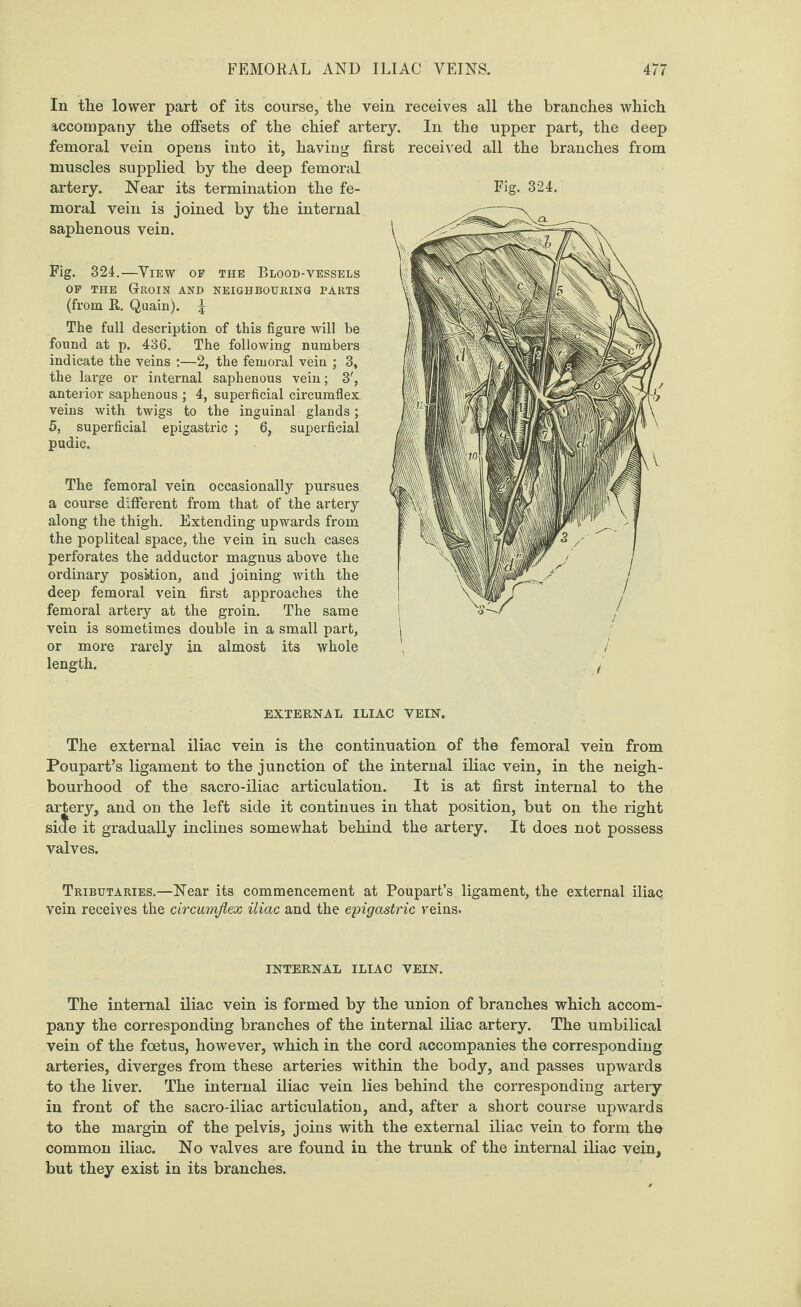 In the lower part of its course, the vein receives all the branches which accompany the offsets of the chief artery. In the upper part, the deep femoral vein opens into it, having first received all the branches from muscles supplied by the deep femoral artery. Near its termination the fe¬ moral vein is joined by the internal saphenous vein. Fig. 324.—View of the Blood-vessels of the Groin and neighbouring parts (from R. Quain). £ The full description of this figure will be found at p. 436. The following numbex*s indicate the veins :—2, the femoral vein ; 3, the large or internal saphenous vein; 3', anterior saphenous ; 4, superficial circumflex veins with twigs to the inguinal glands; 5, superficial epigastric ; 6, superficial pudic. The femoral vein occasionally pursues a course different from that of the artery along the thigh. Extending upwards from the popliteal space, the vein in such cases perforates the adductor magnus above the ordinary position, and joining with the deep femoral vein first approaches the femoral artery at the groin. The same vein is sometimes double in a small part, or more rarely in almost its whole length. Fig. 324. . / i EXTERNAL ILIAC VEIN. The external iliac vein is the continuation of the femoral vein from Poupart’s ligament to the junction of the internal iliac vein, in the neigh¬ bourhood of the sacro-iliac articulation. It is at first internal to the artery, and on the left side it continues in that position, but on the right side it gradually inclines somewhat behind the artery. It does not possess valves. Tributaries.—Near its commencement at Poupart’s ligament, the external iliac vein receives the circumflex iliac and the epigastric veins. INTERNAL ILIAC VEIN. The internal iliac vein is formed by the union of branches which accom¬ pany the corresponding branches of the internal iliac artery. The umbilical vein of the foetus, however, which in the cord accompanies the corresponding arteries, diverges from these arteries within the body, and passes upwards to the liver. The internal iliac vein lies behind the corresponding artery in front of the sacro-iliac articulation, and, after a short course upwards to the margin of the pelvis, joins with the external iliac vein to form the common iliac. No valves are found in the trunk of the internal iliac vein, but they exist in its branches.