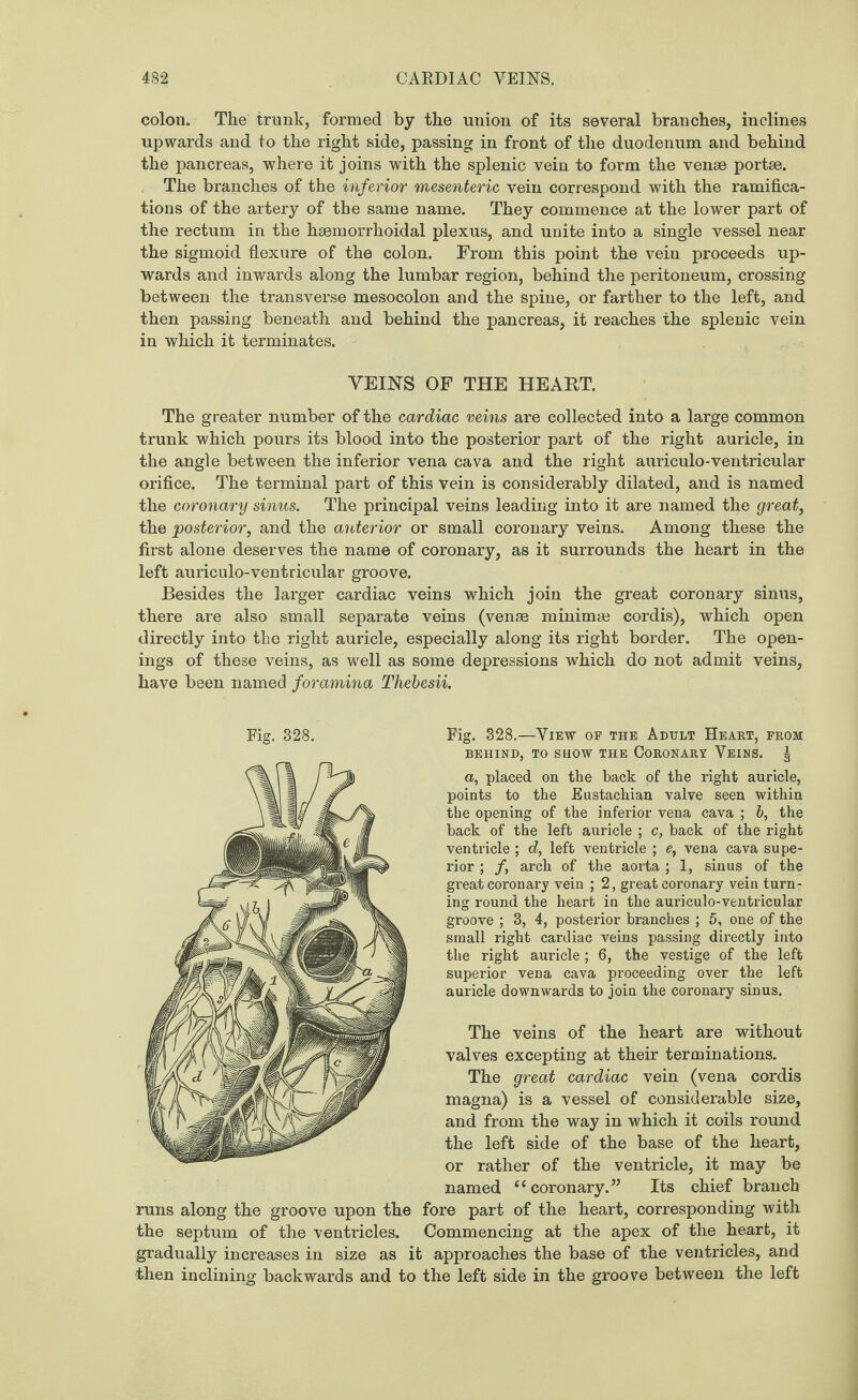 colon. The trunk, formed by the union of its several branches, inclines upwards and to the right side, passing in front of the duodenum and behind the pancreas, where it joins with the splenic vein to form the venae portae. The branches of the inferior mesenteric vein correspond with the ramifica¬ tions of the artery of the same name. They commence at the lower part of the rectum in the haemorrhoidal plexus, and unite into a single vessel near the sigmoid flexure of the colon. From this point the vein proceeds up¬ wards and inwards along the lumbar region, behind the peritoneum, crossing between the transverse mesocolon and the spine, or farther to the left, and then passing beneath and behind the pancreas, it reaches the splenic vein in which it terminates. VEINS OF THE HEART. The greater number of the cardiac veins are collected into a large common trunk which pours its blood into the posterior part of the right auricle, in the angle between the inferior vena cava and the right auriculo-ventricular orifice. The terminal part of this vein is considerably dilated, and is named the coronary sinus. The principal veins leading into it are named the great, the posterior, and the anterior or small coronary veins. Among these the first alone deserves the name of coronary, as it surrounds the heart in the left auriculo-ventricular groove. Besides the larger cardiac veins which join the great coronary sinus, there are also small separate veins (venae minimse cordis), which open directly into the right auricle, especially along its right border. The open¬ ings of these veins, as well as some depressions which do not admit veins, have been named foramina Thebesii. Fig. 328. Fig. 328.—View op the Adult Heart, prom BEHIND, TO SHOW THE CORONARY VEINS. | a, placed on the back of the right auricle, points to the Eustachian valve seen within the opening of the inferior vena cava ; b, the hack of the left auricle ; c, back of the right ventricle ; d, left ventricle ; e, vena cava supe¬ rior ; /, arch of the aorta ; 1, sinus of the great coronary vein ; 2, great coronary vein turn¬ ing round the heart in the auriculo-ventricular groove ; 3, 4, posterior branches ; 5, one of the small right cardiac veins passing directly into the right auricle; 6, the vestige of the left superior vena cava proceeding over the left auricle downwards to join the coronary sinus. The veins of the heart are without valves excepting at their terminations. The great cardiac vein (vena cordis magna) is a vessel of considerable size, and from the way in which it coils round the left side of the base of the heart, or rather of the ventricle, it may be named 4‘coronary.” Its chief branch runs along the groove upon the fore part of the heart, corresponding with the septum of the ventricles. Commencing at the apex of the heart, it gradually increases in size as it approaches the base of the ventricles, and then inclining backwards and to the left side in the groove between the left