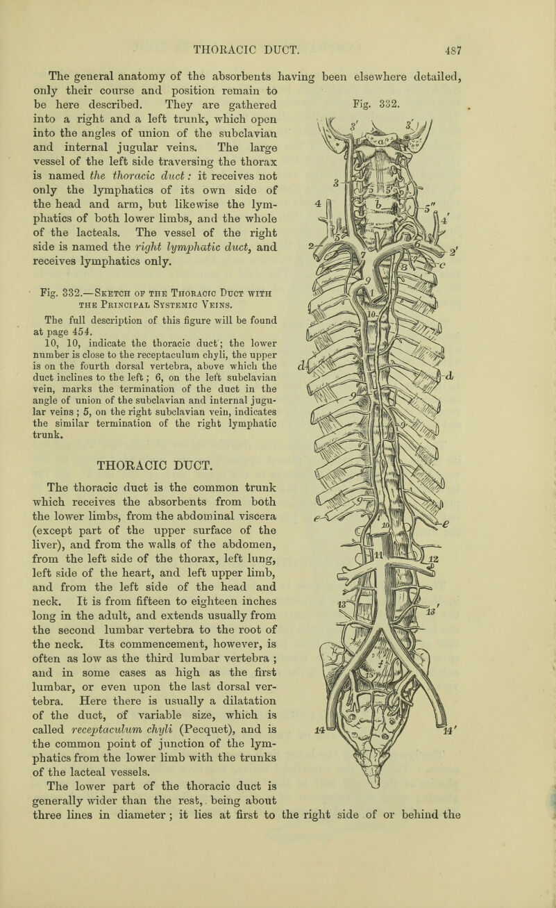 JL The general anatomy of the absorbents having been elsewhere detailed, only their course and position remain to be here described. They are gathered Fig- 332. into a right and a left trunk, which open into the angles of union of the subclavian and internal jugular veins. The large vessel of the left side traversing the thorax is named the thoracic duct: it receives not only the lymphatics of its own side of the head and arm, but likewise the lym¬ phatics of both lower limbs, and the whole of the lacteals. The vessel of the right side is named the right lymphatic duct, and receives lymphatics only. til Fig. 332.—Sketch of the Thokacfc Dijct with the Principal Systemic Veins. The full description of this figure will be found at page 454. 10, 10, indicate the thoracic duct; the lower number is close to the receptaculum chyli, the upper is on the fourth dorsal vertebra, above which the duct inclines to the left; 6, on the left subclavian vein, marks the termination of the duct in the angle of union of the subclavian and internal jugu¬ lar veins ; 5, on the right subclavian vein, indicates the similar termination of the right lymphatic trunk. THORACIC DUCT. The thoracic duct is the common trunk which receives the absorbents from both the lower limbs, from the abdominal viscera (except part of the upper surface of the liver), and from the walls of the abdomen, from the left side of the thorax, left lung, left side of the heart, and left upper limb, and from the left side of the head and neck. It is from fifteen to eighteen inches long in the adult, and extends usually from the second lumbar vertebra to the root of the neck. Its commencement, however, is often as low as the third lumbar vertebra ; and in some cases as high as the first lumbar, or even upon the last dorsal ver¬ tebra. Here there is usually a dilatation of the duct, of variable size, which is called receptaculum chyli (Pecquet), and is 'HP the common point of junction of the lym¬ phatics from the lower limb with the trunks of the lacteal vessels. The lower part of the thoracic duct is generally wider than the rest,. being about three lines in diameter ; it lies at first to the right side of or behind the