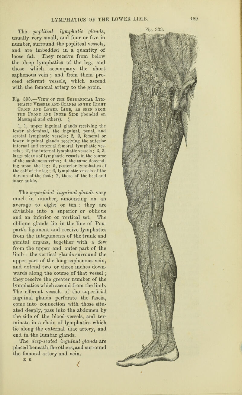 The popliteal lymphatic glands, usually very small, and four or five in number, surround the popliteal vessels, and are imbedded in a quantity of loose fat. They receive from below the deep lymphatics of the leg, and those which accompany the short saphenous vein ; and from them pro¬ ceed efferent vessels, which ascend with the femoral artery to the groin. Fig. 333.—View of the Superficial Lym¬ phatic Vessels and Glands of the Right Groin and Lower Limb, as seen from the Front and Inner Side (founded on Mascagni and others). | 1, 1, upper inguinal glands receiving the lower abdominal, the inguinal, penal, and scrotal lymphatic vessels; 2, 2, femoral or lower inguinal glands receiving the anterior internal and external femoral lymphatic ves¬ sels ; 2', the internal lymphatic vessels; 3, 3, large plexus of lymphatic vessels in the eourse of the saphenous veins; 4, the same descend¬ ing upon the leg ; 5, posterior lymphatics of the calf of the leg ; 6, lymphatic vessels of the dorsum of the foot; 7, those of the heel and inner ankle. The superficial inguinal glands vary much in number, amounting on an average to eight or ten : they are divisible into a superior or oblique and an inferior or vertical set. The oblique glands lie in the line of Pou- part’s ligament and receive lymphatics from the integuments of the trunk and genital organs, together with a few from the upper and outer part of the limb : the vertical glands surround the upper part of the long saphenous vein, and extend two or three inches down¬ wards along the course of that vessel ; they receive the greater number of the lymphatics which ascend from the limb. The efferent vessels of the superficial inguinal glands perforate the fascia, come into connection with those situ¬ ated deeply, pass into the abdomen by the side of the blood-vessels, and ter¬ minate in a chain of lymphatics which lie along the external iliac artery, and end in the lumbar glands. The deep-seated inguinal glands are placed beneath the others, and surround the femoral artery and vein. K K Fig. 333. ISP