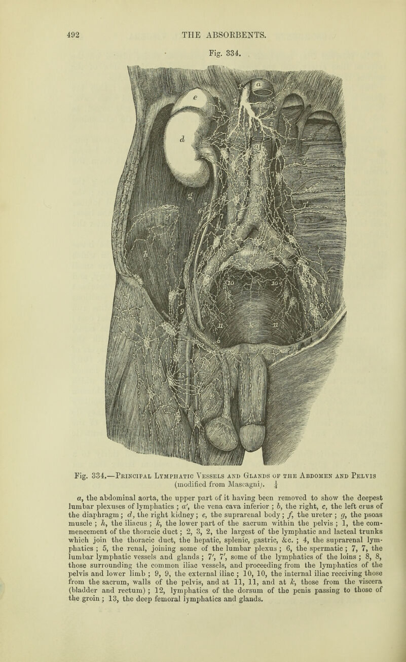 Fig. 334. Fig. 334.—Pbinoipal Lymphatic Vessels and Glands of the Abdomen and Pelvis (modified from Mascagni;. 5 a, tlie abdominal aorta, the upper part of it having been removed to show the deepest lumbar plexuses of lymphatics ; a\ the vena cava inferior ; b, the right, c, the left crus of the diaphragm ; d, the right kidney; e, the suprarenal body; /, the ureter ; g, the psoas muscle ; A, the iliacus ; Jc, the lower part of the sacrum within the pelvis ; 1, the com¬ mencement of the thoracic duct; 2, 3, 2, the lai'gest of the lymphatic and lacteal trunks which join the thoracic duct, the hepatic, splenic, gastric, &c. ; 4, the suprarenal lym¬ phatics ; 5, the renal, joining some of the lumbar plexus ; 6, the spermatic ; 7, 7, the lumbar lymphatic vessels and glands ; 7', 7', some of the lymphatics of the loins ; 8, 8, those surrounding the common iliac vessels, and proceeding from the lymphatics of the pelvis and lower limb ; 9, 9, the external iliac ; 10, 10, the internal iliac receiving those from the sacrum, walls of the pelvis, and at 11, 11, and at k, those from the viscera (bladder and rectum) ; 12, lymphatics of the dorsum of the penis passing to those of the groin ; 13, the deep femoral lymphatics and glands.