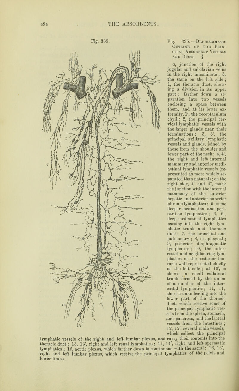 Fig. 335. Fig. 335.—Diagrammatic Outline op the Prin¬ cipal Absorbent Vessels and Ducts. \ a, junction of the right jugular and subclavian veins in the right innominate ; 6, the same on the left side ; 1, the thoracic duct, show¬ ing a division in its upper part; farther down a se¬ paration into two vessels enclosing a space between them, and at its lower ex¬ tremity, 1', the receptaculum chyli ; 2, the principal cer¬ vical lymphatic vessels with the larger glands near their terminations; 3, 3', the principal axillary lymphatic vessels and glands, joined by those from the shoulder and lower part of the neck; 4, 4', the right and left internal mammary and anterior medi¬ astinal lymphatic vessels (re¬ presented as more widely se¬ parated than natural); on the right side, 4' and 4, mark the junction with the internal mammary of the superior hepatic and anterior superior phrenic lymphatics ; 5, some deeper mediastinal and peri - cardiac lymphatics; 6, 6', deep mediastinal lymphatics passing into the right lym¬ phatic trunk and thoracic duct; 7, the bronchial and pulmonary ; 8, oesophageal ; 9, posterior diaphragmatic lymphatics; 10, the inter¬ costal and neighbouring lym¬ phatics of the posterior tho¬ racic wall represented chiefly on the left side ; at 10', is shown a small collateral trunk formed by the union of a number of the inter¬ costal lymphatics; 11, 11, short trunks leading into the lower part of the thoracic duct, which receive some of the principal lymphatic ves¬ sels from the spleen, stomach, and pancreas, and the lacteal vessels from the intestines ; 12, 12', several main vessels, which collect the principal lymphatic vessels of the right and left lumbar plexus, and carry their contents into the thoracic duct; 13, 13', right and left renal lymphatics ; 14, 14', right and left spermatic lymphatics ; 15, aortic plexus, which farther down is continuous with the sacral; 16, 16', right and left lumbar plexus, which receive the principal lymphatics of the pelvis and lower limbs.