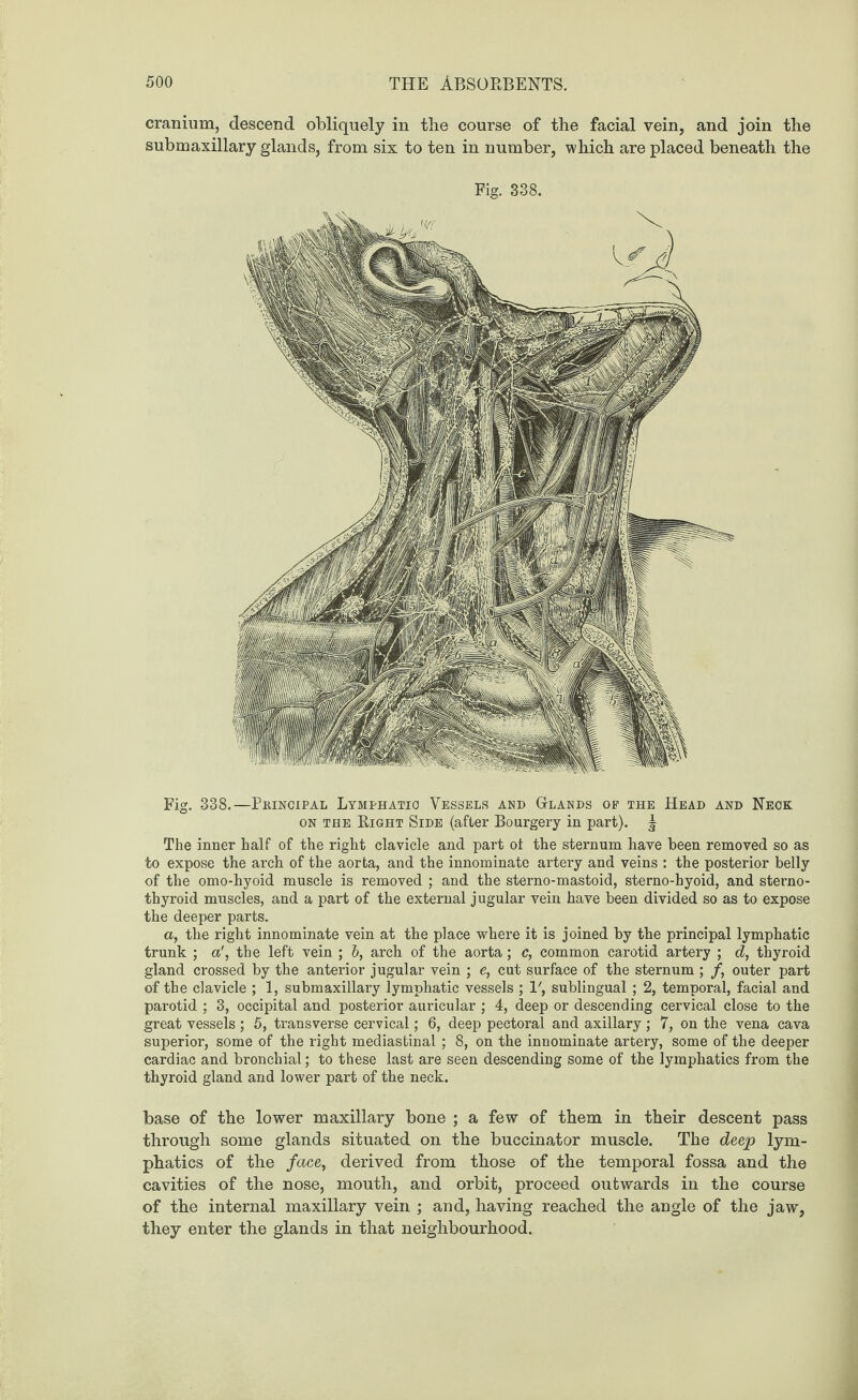 cranium, descend obliquely in the course of the facial vein, and join the submaxillary glands, from six to ten in number, which are placed beneath the Fig. 338. Fig. 338.—Principal Lymphatic Vessels and Glands of the Head and Neck on the Right Side (after Bourgery in part). J The inner half of the right clavicle and part ol the sternum have been removed so as to expose the arch of the aorta, and the innominate artery and veins : the posterior belly of the omo-hyoid muscle is removed ; and the sterno-mastoid, sterno-hyoid, and sterno¬ thyroid muscles, and a part of the external jugular vein have been divided so as to expose the deeper parts. a, tbe right innominate vein at the place where it is joined by the principal lymphatic trunk ; a', the left vein ; b, arch of the aorta; c, common carotid artery ; d, thyroid gland crossed by the anterior jugular vein ; e, cut surface of the sternum ; /, outer part of the clavicle ; 1, submaxillary lymphatic vessels ; V, sublingual; 2, temporal, facial and parotid ; 3, occipital and posterior auricular ; 4, deep or descending cervical close to the great vessels ; 5, transverse cervical; 6, deep pectoral and axillary; 7, on tbe vena cava superior, some of the right mediastinal; 8, on the innominate artery, some of the deeper cardiac and bronchial; to these last are seen descending some of the lymphatics from the thyroid gland and lower part of the neck. base of tbe lower maxillary bone ; a few of them in their descent pass through some glands situated on the buccinator muscle. The deep lym¬ phatics of the /ace, derived from those of the temporal fossa and the cavities of the nose, mouth, and orbit, proceed outwards in the course of the internal maxillary vein ; and, having reached the angle of the jaw, they enter the glands in that neighbourhood.