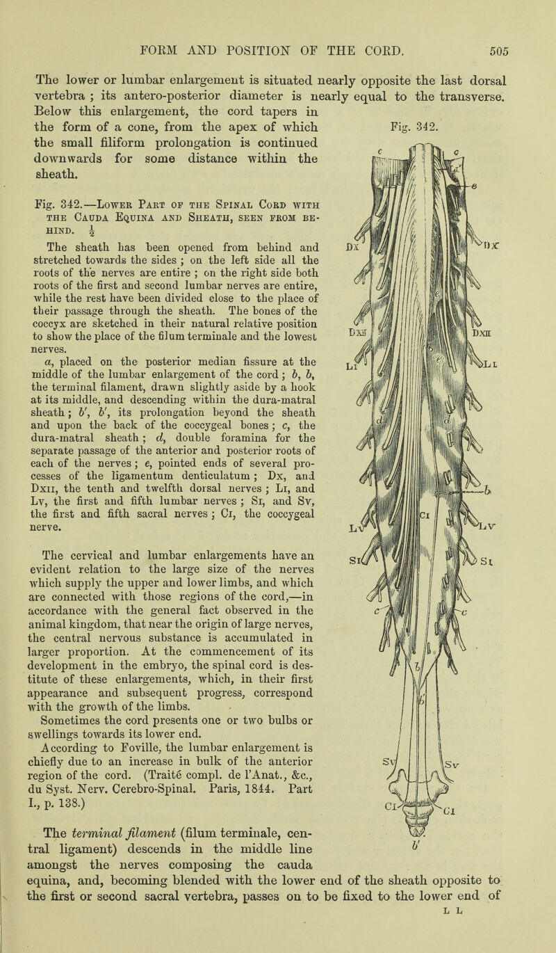 The lower or lumbar enlargement is situated nearly opposite the last dorsal vertebra ; its antero-posterior diameter is nearly equal to the transverse. Below this enlargement, the cord tapers in the form of a cone, from the apex of which Fig. 342. the small filiform prolongation is continued downwards for some distance within the sheath. Fig. 342.—Lower Part of the Spinal Cord with the Cauda Equina and Sheath, seen from be¬ hind. ^ The sheath has been opened from behind and stretched towards the sides ; on the left side all the roots of the nerves are entire ; on the right side both roots of the first and second lumbar nerves are entire, while the rest have been divided close to the place of their passage through the sheath. The bones of the coccyx are sketched in their natural relative position to show the place of the filum termiuale and the lowest nerves. a, placed on the posterior median fissure at the middle of the lumbar enlargement of the cord; 5, 6, the terminal filament, drawn slightly aside by a hook at its middle, and descending within the dura-matral sheath; 6', its prolongation beyond the sheath and upon the back of the coccygeal bones; c, the dura-matral sheath; d, double foramina for the separate passage of the anterior and posterior roots of each of the nerves; e, pointed ends of several pro¬ cesses of the ligamentum denticulatum; Dx, and Dxii, the tenth and twelfth dorsal nerves ; Li, and Lv, the first and fifth lumbar nerves ; Si, and Sv, the first and fifth sacral nerves; Ci, the coccygeal nerve. The cervical and lumbar enlargements have an evident relation to the large size of the nerves which supply the upper and lower limbs, and which are connected with those regions of the cord,—in accordance with the general fact observed in the animal kingdom, that near the origin of large nerves, the central nervous substance is accumulated in larger proportion. At the commencement of its development in the embryo, the spinal cord is des¬ titute of these enlargements, which, in their first appearance and subsequent progress, correspond with the growth of the limbs. Sometimes the cord presents one or two bulbs or swellings towards its lower end. A ccording to Foville, the lumbar enlargement is chiefly due to an increase in bulk of the anterior region of the cord. (Traits compl. de l’Anat., &c., du Syst. Nerv. Cerebro-Spinal. Paris, 1844. Part I., p. 138.) Li Sl( ynx Dxii ‘'LV CI- ISy Cl The terminal filament (filum terminale, cen¬ tral ligament) descends in the middle line 0 amongst the nerves composing the cauda equina, and, becoming blended with the lower end of the sheath opposite to the first or second sacral vertebra, passes on to be fixed to the lower end of