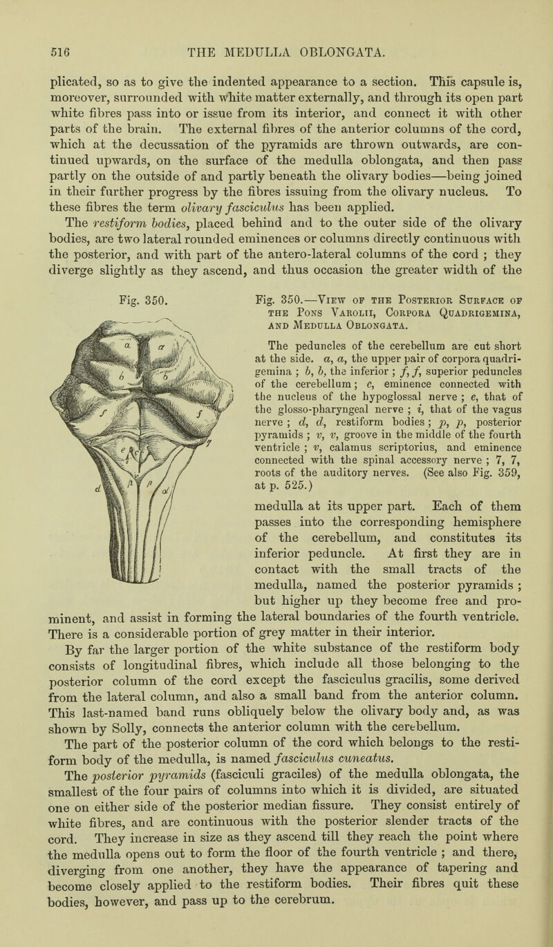 plicated, so as to give the indented appearance to a section. This capsule is, moreover, surrounded with white matter externally, and through its open part white fibres pass into or issue from its interior, and connect it with other parts of the brain. The external fibres of the anterior columns of the cord, which at the decussation of the pyramids are thrown outwards, are con¬ tinued upwards, on the surface of the medulla oblongata, and then pass partly on the outside of and partly beneath the olivary bodies—being joined in their further progress by the fibres issuing from the olivary nucleus. To these fibres the term olivary fasciculus has been applied. The restiform bodies, placed behind and to the outer side of the olivary bodies, are two lateral rounded eminences or columns directly continuous with the posterior, and with part of the antero-lateral columns of the cord ; they diverge slightly as they ascend, and thus occasion the greater width of the the Pons Varolii, Corpora Quadrigemina, and Medulla Oblongata. The peduncles of the cerebellum are cut short at the side, a, a, the upper pair of corpora quadri¬ gemina ; b, b, the inferior ; /, f superior peduncles of the cerebellum; c, eminence connected with the nucleus of the hypoglossal nerve ; e, that of the glosso-pharyngeal nerve ; i, that of the vagus nerve ; d, d, restiform bodies; p, p, posterior pyramids ; v, v, groove in the middle of the fourth ventricle ; v, calamus scriptorius, and eminence connected with the spinal accessory nerve ; 7, 7, roots of the auditory nerves. (See also Fig. 359, at p. 525.) medulla at its upper part. Each of them passes into the corresponding hemisphere of the cerebellum, and constitutes its inferior peduncle. At first they are in contact with the small tracts of the but higher up they become free and pro¬ minent, and assist in forming the lateral boundaries of the fourth ventricle. There is a considerable portion of grey matter in their interior. By far the larger portion of the white substance of the restiform body consists of longitudinal fibres, which include all those belonging to the posterior column of the cord except the fasciculus gracilis, some derived from the lateral column, and also a small band from the anterior column. This last-named band runs obliquely below the olivary body and, as was shown by Solly, connects the anterior column with the cerebellum. The part of the posterior column of the cord which belongs to the resti¬ form body of the medulla, is named fasciculus cuneatus. The posterior pyramids (fasciculi graciles) of the medulla oblongata, the smallest of the four pairs of columns into which it is divided, are situated one on either side of the posterior median fissure. They consist entirely of white fibres, and are continuous with the posterior slender tracts of the cord. They increase in size as they ascend till they reach the point where the medulla opens out to form the floor of the fourth ventricle ; and there, diverging from one another, they have the appearance of tapering and become closely applied to the restiform bodies. Their fibres quit these bodies, however, and pass up to the cerebrum.