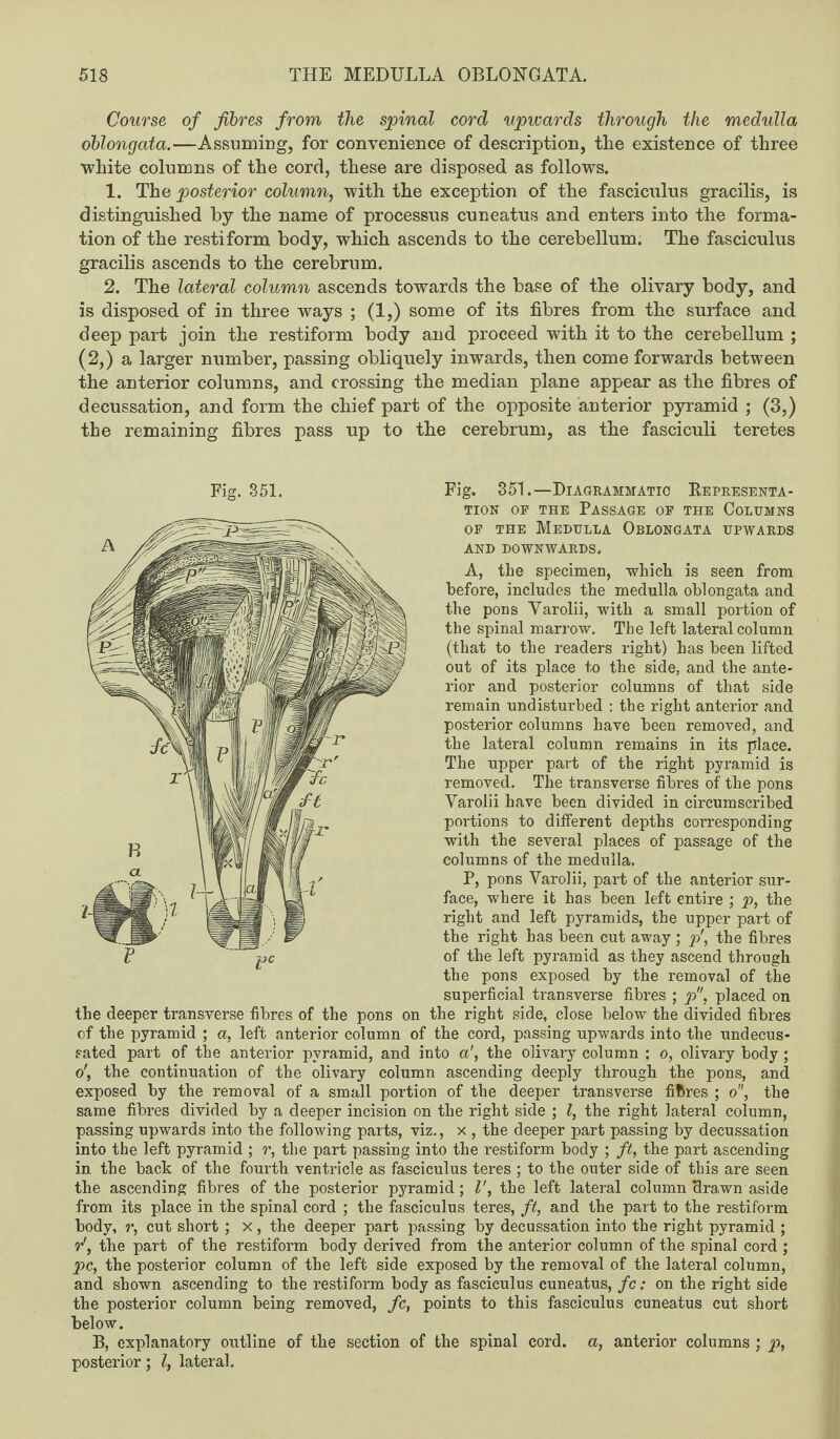 Course of fibres from the spinal cord upwards through the medulla oblongata.—Assuming, for convenience of description, the existence of three white columns of the cord, these are disposed as follows. 1. The posterior column, with the exception of the fasciculus gracilis, is distinguished by the name of processus cuneatus and enters into the forma¬ tion of the restiform body, which ascends to the cerebellum. The fasciculus gracilis ascends to the cerebrum. 2. The lateral column ascends towards the base of the olivary body, and is disposed of in three ways ; (1,) some of its fibres from the surface and deep part join the restiform body and proceed with it to the cerebellum ; (2,) a larger number, passing obliquely inwards, then come forwards between the anterior columns, and crossing the median plane appear as the fibres of decussation, and form the chief part of the opposite anterior pyramid ; (3,) the remaining fibres pass up to the cerebrum, as the fasciculi teretes Fig. 351.—Diagrammatic Representa¬ tion op the Passage op the Columns op the Medulla Oblongata upwards AND DOWNWARDS. A, the specimen, which is seen from before, includes the medulla oblongata and the pons Yarolii, with a small portion of the spinal marrow. The left lateral column (that to the readers right) has been lifted out of its place to the side, and the ante¬ rior and posterior columns of that side remain undisturbed : the right anterior and posterior columns have been removed, and the lateral column remains in its place. The upper part of the right pyramid is removed. The transverse fibres of the pons Yarolii have been divided in circumscribed portions to different depths corresponding with the several places of passage of the columns of the medulla, P, pons Yarolii, part of the anterior sur¬ face, where it has been left entire ; p, the right and left pyramids, the upper part of the right has been cut away ; p', the fibres of the left pyramid as they ascend through the pons exposed by the removal of the superficial transverse fibres ; p, placed on the deeper transverse fibres of the pons on the right side, close below the divided fibres of the pyramid ; a, left anterior column of the cord, passing upwards into the undecus¬ sated part of the anterior pyramid, and into a', the olivary column ; o, olivary body; o', the continuation of the olivary column ascending deeply through the pons, and exposed by the removal of a small portion of the deeper transverse fibres ; o, the same fibres divided by a deeper incision on the right side ; l, the right lateral column, passing upwards into the following parts, viz., x , the deeper part passing by decussation into the left pyramid ; r, the part passing into the restiform body ; ft, the part ascending in the back of the fourth ventricle as fasciculus teres ; to the outer side of this are seen the ascending fibres of the posterior pyramid; l', the left lateral column drawn aside from its place in the spinal cord ; the fasciculus teres, ft, and the part to the restiform body, r, cut short ; x , the deeper part passing by decussation into the right pyramid ; r', the part of the restiform body derived from the anterior column of the spinal cord ; pc, the posterior column of the left side exposed by the removal of tlie lateral column, and shown ascending to the restiform body as fasciculus cuneatus, fc: on the right side the posterior column being removed, fc, points to this fasciculus cuneatus cut short below. B, explanatory outline of the section of the spinal cord, a, anterior columns ; p, posterior; l, lateral.