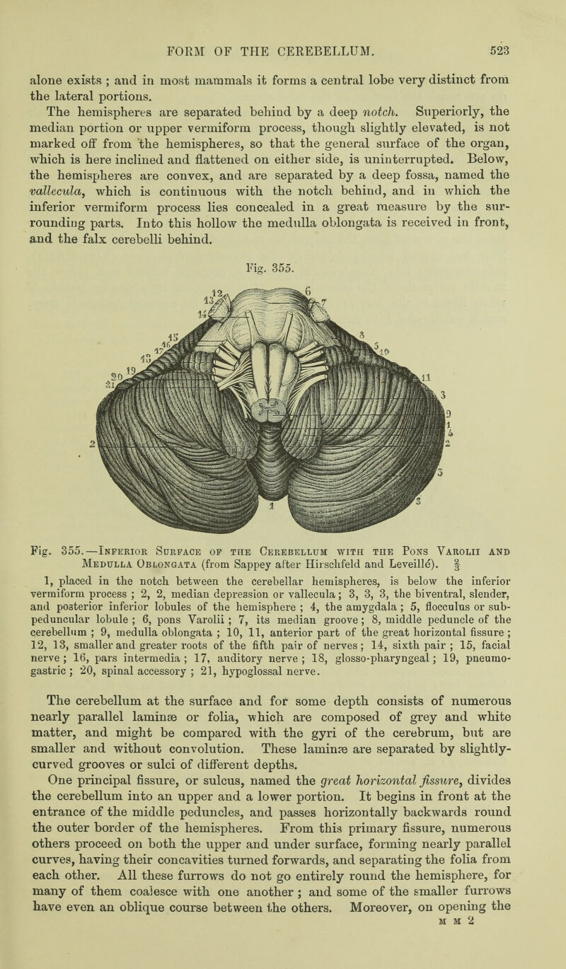 alone exists ; and in most mammals it forms a central lobe very distinct from the lateral portions. The hemispheres are separated behind by a deep notch. Superiorly, the median portion or upper vermiform process, though slightly elevated, is not marked off from the hemispheres, so that the general surface of the organ, which is here inclined and flattened on either side, is uninterrupted. Below, the hemispheres are convex, and are separated by a deep fossa, named the vallecula, which is continuous with the notch behind, and in which the inferior vermiform process lies concealed in a great measure by the sur¬ rounding parts. Into this hollow the medulla oblongata is received in front, and the falx cerebelli behind. Fig. 355. Fig. 355.—Inferior Surface of the Cerebellum with the Pons Yarolii and Medulla Oblongata (from Sappey after Hirschfeld and Leveilld). § 1, placed in the notch between the cerebellar hemispheres, is below the inferior vermiform process ; 2, 2, median depression or vallecula; 3, 3, 3, the biventral, slender, and posterior inferior lobules of the hemisphere ; 4, the amygdala ; 5, flocculus or sub- peduncular lobule ; 6, pons Yarolii ; 7, its median groove ; 8, middle peduncle of the cerebellum ; 9, medulla oblongata ; 10, 11, anterior part of the great horizontal fissure ; 12, 13, smaller and greater roots of the fifth pair of nerves; 14, sixth pair ; 15, facial nerve; 16, pars intermedia; 17, auditory nerve; 18, glosso-pharyngeal; 19, pneumo- gastric ; 20, spinal accessory ; 21, hypoglossal nerve. The cerebellum at the surface and for some depth consists of numerous nearly parallel laminae or folia, which are composed of grey and white matter, and might be compared with the gyri of the cerebrum, but are smaller and without convolution. These laminae are separated by slightly- curved grooves or sulci of different depths. One principal fissure, or sulcus, named the great horizontal fissure, divides the cerebellum into an upper and a lower portion. It begins in front at the entrance of the middle peduncles, and passes horizontally backwards round the outer border of the hemispheres. From this primary fissure, numerous others proceed on both the upper and under surface, forming nearly parallel curves, having their concavities turned forwards, and separating the folia from each other. All these furrows do not go entirely round the hemisphere, for many of them coalesce with one another ; and some of the smaller furrows have even an oblique course between the others. Moreover, on opening the mm2