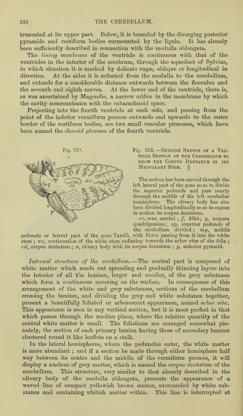 truncated at its upper part. Below, it is bounded by the diverging posterior pyramids and restiform bodies surmounted by the ligula. It lias already been sufficiently described in connection with the medulla oblongata. The lining membrane of the ventricle is continuous with that of the ventricles in the interior of the cerebrum, through the aqueduct of Sylvius, in which situation it is marked by delicate rugae, oblique or longitudinal in direction. At the sides it is reflected from the medulla to the cerebellum, and extends for a considerable distance outwards between the flocculus and the seventh and eighth nerves. At the lower end of the ventricle, there is, as was ascertained by Magendie, a narrow orifice in the membrane by which the cavity communicates with the subarachnoid space. Projecting into the fourth ventricle at each side, and passing from the point of the inferior vermiform process outwards and upwards to the outer border of the restiform bodies, are two small vascular processes, which have been named the choroid plexuses of the fourth ventricle. Fig. 35^. Fig. 358. —Outline Sketch of a Ver¬ tical Section of the Cerebellum to show the Corpus Dentatum in its Medullary Stem. § The section has been carried through the left lateral part of the pons so as to divide the superior peduncle and pass nearly through the middle of the left cerebellar hemisphere. The olivary body has also been divided longitudinally so as to expose in section its corpus dentatum. cr, crus cerebri ; /, fillet; q, corpora quadrigemina; sp, superior peduncle of the cerebellum divided; mp, middle peduncle or lateral part of the pons Varolii, with fibres passing from it into the white stem ; av, continuation of the white stem radiating towards the arbor vitae of the folia ; cd, corpus dentatum ; o, olivary body with its corpus dentatum ; p, anterior pyramid. Internal structure of the cerebellum.—The central part is composed of white matter which sends out spreading and gradually thinning layers into the interior of all the laminae, larger and smaller, of the grey substance which form a continuous covering on the surface. In consequence of this arrangement of the white and grey substances, sections of the cerebellum crossing the laminae, and dividing the grey and white substance together, present a beautifully foliated or arborescent appearance, named arbor vitce. This appearance is seen in any vertical section, but it is most perfect in that which passes through the median plane, where the relative quantity of the central white matter is small. The foliations are arranged somewhat pin- nately, the section of each primary lamina having those of secondary laminae clustered round it like leaflets on a stalk. In the lateral hemispheres, where the peduncles enter, the white matter is more abundant ; and if a section be made through either hemisphere half way between its centre and the middle of the vermiform process, it will display a nucleus of grey matter, which is named the corpus dentatum of the cerebellum. This structure, very similar to that already described in the olivary body of the medulla oblongata, presents the appearance of a waved line of compact yellowish brown matter, surrounded by white sub¬ stance and containing whitish matter within. This line is interrupted at