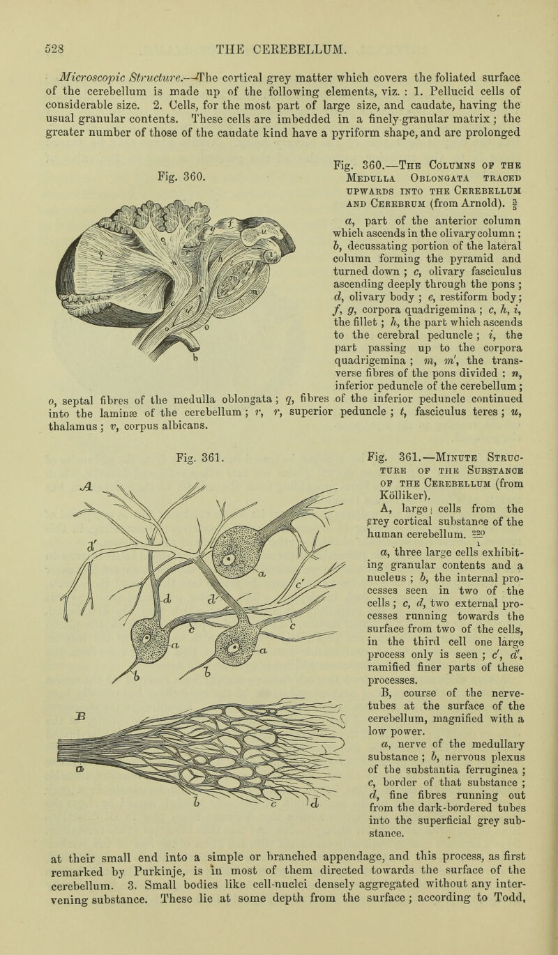 Microscopic Structure.—The cortical grey matter which covers the foliated surface of the cerebellum is made up of the following elements, viz. : 1. Pellucid cells of considerable size. 2. Cells, for the most part of large size, and caudate, having the usual granular contents. These cells are imbedded in a finely granular matrix ; the greater number of those of the caudate kind have a pyriform shape, and are prolonged Fig. 360.—The Columns op the Fig. 360. Medulla Oblongata traced UPWARDS INTO THE CEREBELLUM and Cerebrum (from Arnold). § a, part of the anterior column which ascends in the olivary column ; 6, decussating portion of the lateral column forming the pyramid and turned down ; c, olivary fasciculus ascending deeply through the pons ; d, olivary body ; e, restiform body; /, g, corpora quadrigemina ; c, h, i, the fillet; h, the part which ascends to the cerebral peduncle; i, the part passing up to the corpora quadrigemina ; m, m', the trans¬ verse fibres of the pons divided : n, inferior peduncle of the cerebellum; o, septal fibres of the medulla oblongata; g, fibres of the inferior peduncle continued into the laminae of the cerebellum; r, r, superior peduncle ; t, fasciculus teres ; u, thalamus ; v, corpus albicans. Fig. 361. Fig. 361.—Minute Struc¬ ture op the Substance op the Cerebellum (from Kolliker). A, large | cells from the grey cortical substance of the human cerebellum. 1 a, three large cells exhibit¬ ing granular contents and a nucleus ; b, the internal pro¬ cesses seen in two of the cells ; c, d, two external pro¬ cesses running towards the surface from two of the cells, in the third cell one large process only is seen ; c', d'\ ramified finer parts of these processes. B, course of the nerve- tubes at the surface of the cerebellum, magnified with a low power. a, nerve of the medullary substance ; 6, nervous plexus of the substantia ferruginea ; c, border of that substance ; d, fine fibres running out from the dark-bordered tubes into the superficial grey sub¬ stance. at their small end into a simple or branched appendage, and this process, as first remarked by Purkinje, is in most of them directed towards the surface of the cerebellum. 3. Small bodies like cell-nuclei densely aggregated without any inter¬ vening substance. These lie at some depth from the surface; according to Todd,