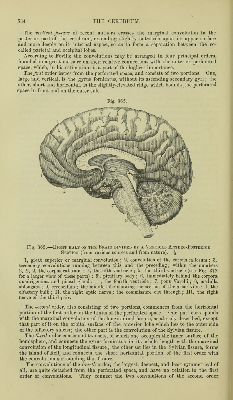 The vertical fissure of recent authors crosses the marginal convolution in the posterior part of the cerebrum, extending slightly outwards upon its upper surface and more deeply on its internal aspect, so as to form a separation between the so- called parietal and occipital lobes. According to Foville the convolutions may be arranged in four principal orders, founded in a great measure on their relative connections with the anterior perforated space, which, in his estimation, is a part of the highest importance. The first order issues from the perforated space, and consists of two portions. One, large and vertical, is the gyrus fornicatus, without its ascending secondary gyri; the other, short and horizontal, is the slightly-elevated ridge which bounds the perforated space in front and on the outer side. Fig. 365. Fig. 365.—Right half of the Brain divided by a Vertical Antero-Posterior Section (from various sources and from nature). ^ 1, great superior or marginal convolution ; 2, convolution of the corpus callosum ; 3, secondary convolutions running between this and the preceding; within the numbers 2, 2, 2, the corpus callosum ; 4, the fifth ventricle ; 5, the third ventricle (see Fig. 377 for a larger view of these parts) ; 5', pituitary body ; 6, immediately behind the corpora quadrigemina and pineal gland; +, the fourth ventricle; 7, pons Varolii; 8, medulla oblongata ; 9, cerebellum ; the middle lobe showing the section of the arbor vitae ; I, the olfactory bulb ; II, the right optic nerve; the commissure cut through; III, the right nerve of the third pair. The second order, also consisting of two portions, commences from the horizontal portion of the first order on the limits of the perforated space. One part corresponds with the marginal convolution of the longitudinal fissure, as already described, except that part of it on the orbital surface of the anterior lobe which lies to the outer side of the olfactory sulcus; the other part is the convolution of the Sylvian fissure. The third order consists of two sets, of which one occupies the inner surface of the hemisphere, and connects the gyrus fornicatus in its whole length with the marginal convolution of the longitudinal fissure ; the other set lies in the Sylvian fissure, forms the island of Reil, and connects the short horizontal portion of the first order with the convolution surrounding that fissure. The convolutions of the fourth order, the largest, deepest, and least symmetrical of all, are quite detached from the perforated space, and have no relation to the first order of convolutions. They connect the two convolutions of the second order