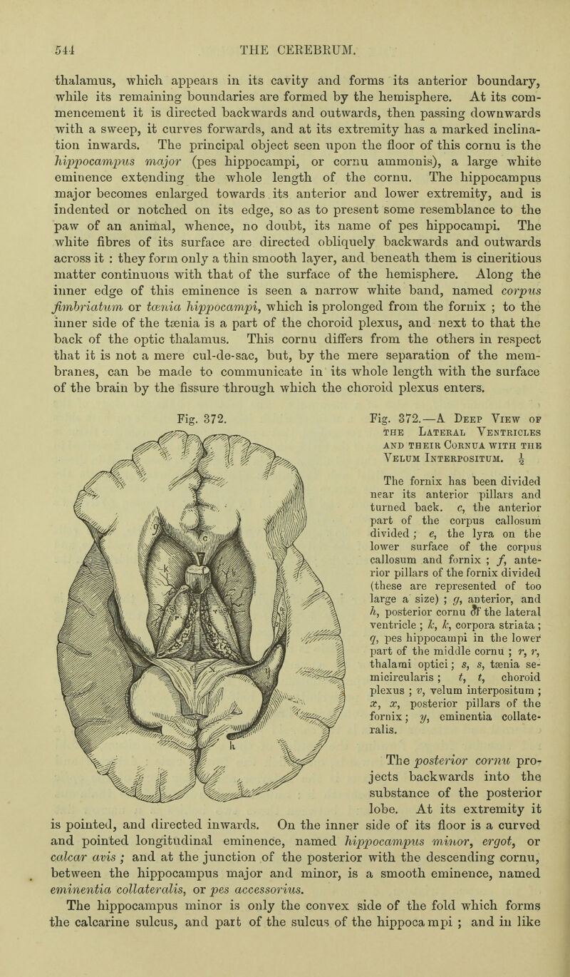 thalamus, which appears in its cavity and forms its anterior boundary, while its remaining boundaries are formed by the hemisphere. At its com¬ mencement it is directed backwards and outwards, then passing downwards with a sweep, it curves forwards, and at its extremity has a marked inclina¬ tion inwards. The principal object seen upon the floor of this cornu is the hippocampus major (pes hippocampi, or cornu ammonis), a large white eminence extending the whole length of the cornu. The hippocampus major becomes enlarged towards its anterior and lower extremity, and is indented or notched on its edge, so as to present some resemblance to the paw of an animal, whence, no doubt, its name of pes hippocampi. The white fibres of its surface are directed obliquely backwards and outwards across it : they form only a thin smooth layer, and beneath them is cineritious matter continuous with that of the surface of the hemisphere. Along the inner edge of this eminence is seen a narrow white band, named corpus fimbriatum or tc/ania hippocampi, which is prolonged from the fornix ; to the inner side of the tsenia is a part of the choroid plexus, and next to that the back of the optic thalamus. This cornu differs from the others in respect that it is not a mere cul-de-sac, but, by the mere separation of the mem¬ branes, can be made to communicate in its whole length -with the surface of the brain by the fissure through which the choroid plexus enters. Fig. 372.—A Deep View op the Lateral Ventricles AND THEIR CORNUA WITH THE Velum Interpositum. \ The fornix has been divided near its anterior pillars and turned back, c, the anterior part of the corpus callosum divided; e, the lyra on the lower surface of the corpus callosum and fornix ; /, ante¬ rior pillars of the fornix divided (these are represented of too large a size) ; g, anterior, and h, posterior cornu <?F the lateral ventricle ; lc, Jc, corpora striata; q, pes hippocampi in the lower part of the middle cornu ; r, r, thalami optici; s, s, tsenia se- micircularis; t, t, choroid plexus ; v, velum interpositum ; x, x, posterior pillars of the fornix; y, eminentia collate¬ rals. The posterior cornu pro¬ jects backwards into the substance of the posterior lobe. At its extremity it is pointed, and directed inwards. On the inner side of its floor is a curved and pointed longitudinal eminence, named hippocampus minor, ergot, or calcar avis ; and at the junction of the posterior with the descending cornu, between the hippocampus major and minor, is a smooth eminence, named eminentia collaterals, or pes accessorius. The hippocampus minor is only the convex side of the fold which forms the calcarine sulcus, and part of the sulcus of the hippoca mpi ; and in like