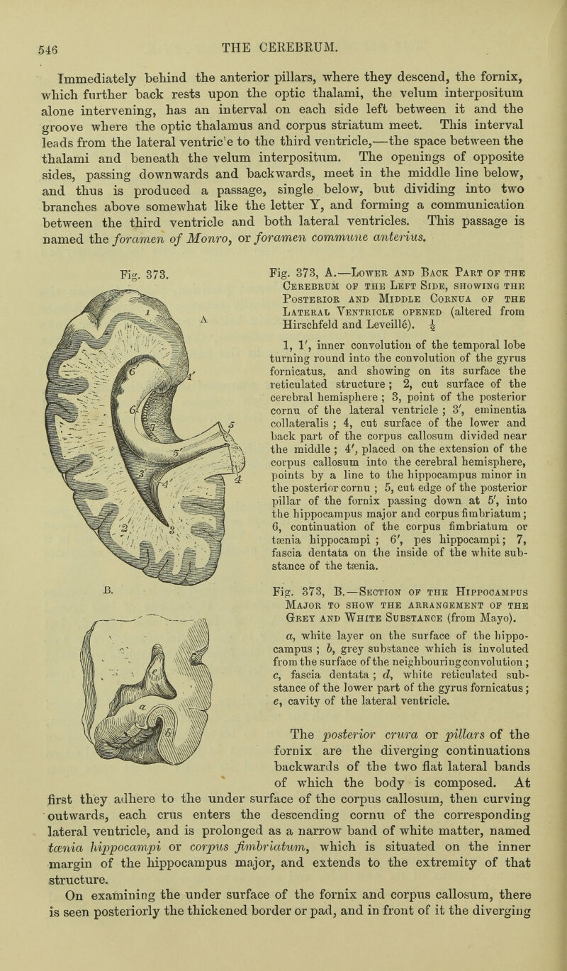 Immediately behind the anterior pillars, where they descend, the fornix, which further back rests upon the optic thalami, the velum interpositum alone intervening, has an interval on each side left between it and the groove where the optic thalamus and corpus striatum meet. This interval leads from the lateral ventric’e to the third ventricle,—the space between the thalami and beneath the velum interpositum. The openings of opposite sides, passing downwards and backwards, meet in the middle line below, and thus is produced a passage, single below, but dividing into two branches above somewhat like the letter Y, and forming a communication between the third ventricle and both lateral ventricles. This passage is named the for amen of Monro, or foramen commune anterius. Fig. 373. Fig. 373, A.—Lower and Back Part op the Cerebrum op the Left Side, showing the Posterior and Middle Cornua op the Lateral Ventricle opened (altered from Hirschfeld and Leveille). 4 1,1', inner convolution of the temporal lobe turning round into the convolution of the gyrus fornicatus, and showing on its surface the reticulated structure ; 2, cut surface of the cerebral hemisphere ; 3, point of the posterior cornu of the lateral ventricle ; 3', eminentia collaterals ; 4, cut surface of the lower and back part of the corpus callosum divided near the middle ; 4', placed on the extension of the corpus callosum into the cerebral hemisphere, points by a line to the hippocampus minor in the posterior cornu ; 5, cut edge of the posterior pillar of the fornix passing down at 5', into the hippocampus major and corpus fimbriatum; 6, continuation of the corpus fimbriatum or taenia hippocampi ; 6', pes hippocampi; 7, fascia dentata on the inside of the white sub¬ stance of the taenia. Fig. 373, B.—Section op the Hippocampus Major to show the arrangement of the Grey and White Substance (from Mayo). a, white layer on the surface of the hippo¬ campus ; 6, grey substance which is involuted from the surface of the neighbouring convolution; c, fascia dentata; d, white reticulated sub¬ stance of the lower part of the gyrus fornicatus; e, cavity of the lateral ventricle. The posterior crura or pillars of the fornix are the diverging continuations backwards of the two flat lateral bands of which the body is composed. At first they adhere to the under surface of the corpus callosum, then curving outwards, each crus enters the descending cornu of the corresponding lateral ventricle, and is prolonged as a narrow band of white matter, named tcenia hippocampi or corpus fimbriatum, which is situated on the inner margin of the hippocampus major, and extends to the extremity of that structure. On examining the under surface of the fornix and corpus callosum, there is seen posteriorly the thickened border or pad, and in front of it the diverging