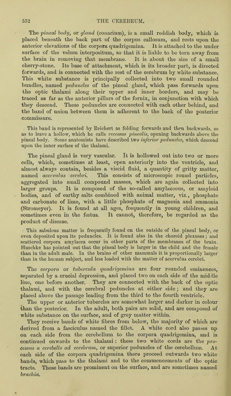 The pineal body, or gland (conarium), is a small reddish body, which is placed beneath the back part of the corpus callosum, and rests upon the anterior elevations of the corpora quadrigemina. It is attached to the under surface of the velum interpositum, so that it is liable to be torn away from the brain in removing that membrane. It is about the size of a small cherry-stone. Its base of attachment, which is its broader part, is directed forwards, and is connected with the rest of the cerebrum by white substance. This white substance is principally collected into two small rounded bundles, named peduncles of the pineal gland, which pass forwards upon the optic thalami along their upper and inner borders, and may be traced as far as the anterior pillars of the fornix, in conjunction with which they descend. These peduncles are connected with each other behind, and the band of union between them is adherent to the back of the posterior commissure. This hand is represented by Reichert as folding forwards and then backwards, so as to leave a hollow, which he calls recessus pinealis, opening backwards above the pineal body. Some anatomists have described two inferior peduncles, which descend upon the inner surface of the thalami. The pineal gland is very vascular. It is hollowed out into two or more cells, which, sometimes at least, open anteriorly into the ventricle, and almost always contain, besides a viscid fluid, a quantity of gritty matter, named acervulus cerebri. This consists of microscopic round particles, aggregated into small compound masses, which are again collected into larger groups. It is composed of the so-called amylaceous, or amyloid bodies, and of earthy salts combined with animal matter, viz., phosphate and carbonate of lime, with a little phosphate of magnesia and ammonia (Stromeyer). It is found at all ages, frequently in young children, and sometimes even in the foetus. It cannot, therefore, be regarded as the product of disease. This sabulous matter is frequently found on the outside of the pineal body, or even deposited upon its peduncles. It is found also in the choroid plexuses; and scattered corpora amylacea occur in other parts of the membranes of the brain. Huschke has pointed out that the pineal body is larger in the child and the female than in the adult male. In the brains of other mammals it is proportionally larger than in the human subject, and less loaded with the matter of acervulus cerebri. The corpora or tubercula quadrigemina are four rounded eminences, separated by a crucial depression, and placed two on each side of the middle line, one before another. They are connected with the back of the optic thalami, and with the cerebral peduncles at either side; and they are placed above the passage leading from the third to the fourth ventricle. The upper or anterior tubercles are somewhat larger and darker in colour than the posterior. In the adult, both pairs are solid, and are composed of white substance on the surface, and of grey matter within. They receive bands of white fibres from below, the majority of which are derived from a fasciculus named the fillet. A white cord also passes up on each side from the cerebellum to the corpora quadrigemina, and is continued onwards to the thalami : these two white cords are the pro¬ cessus a cerebello ad cerebrum, or superior peduncles of the cerebellum. A t each side of the corpora quadrigemina there proceed outwards two white bands, which pass to the thalami and to the commencements of the optic tracts. These bands are prominent on the surface, and are sometimes named brachia.