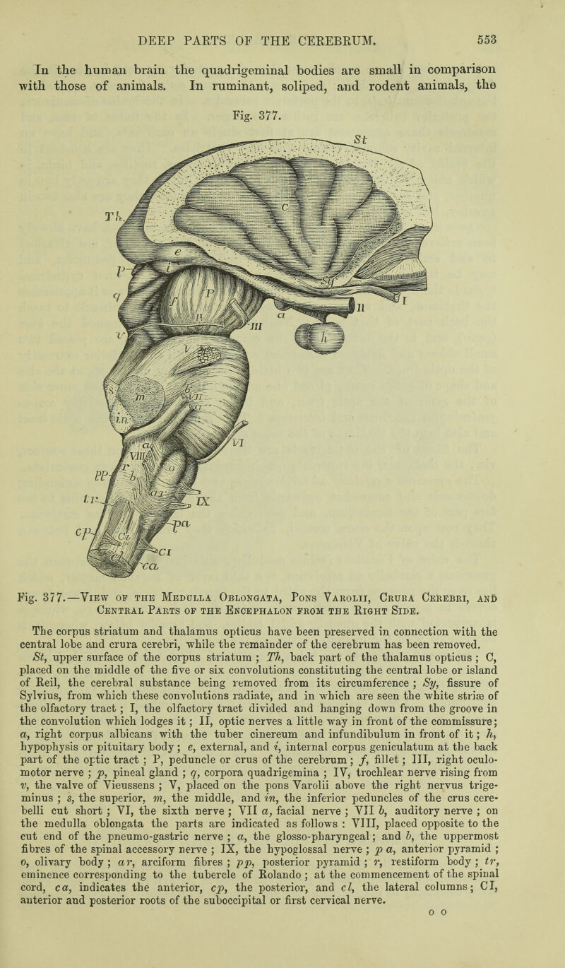 In the human brain the quadrigeminal bodies are small in comparison with those of animals. In ruminant, soliped, and. rodent animals, the Fig. 377. Fig. 377.—View op the Medulla Oblongata, Pons Varolii, Crura Cerebri, an& Central Parts of the Encephalon from the Right Side. The corpus striatum and thalamus opticus have been preserved in connection with the central lobe and crura cerebri, while the remainder of the cerebrum has been removed. St, upper surface of the corpus striatum ; Th, back part of the thalamus opticus ; C, placed on the middle of the five or six convolutions constituting the central lobe or island of Reil, the cerebral substance being removed from its circumference ; Sy, fissure of Sylvius, from which these convolutions radiate, and in which are seen the white striae of the olfactory tract ; I, the olfactory tract divided and hanging down from the groove in the convolution which lodges it; II, optic nerves a little way in front of the commissure; a, right corpus albicans with the tuber cinereum and infundibulum in front of it; A hypophysis or pituitary body; e, external, and i, internal corpus geniculatum at the back part of the optic tract ; P, peduncle or crus of the cerebrum; /, fillet; III, right oculo¬ motor nerve ; p, pineal gland ; q, corpora quadrigemina ; IV, trochlear nerve rising from v, the valve of Vieussens ; Y, placed on the pons Varolii above the right nervus trige¬ minus ; s, the superior, m, the middle, and in, the inferior peduncles of the crus cere- belli cut short ; YI, the sixth nerve ; YII a, facial nerve ; YII b, auditory nerve ; on the medulla oblongata the parts are indicated as follows : VIII, placed opposite to the cut end of the pneumo-gastric nerve ; a, the glosso-pliaryngeal; and b, the uppermost fibres of the spinal accessory nerve ; IX, the hypoglossal nerve ; p a, anterior pyramid ; o, olivary body; ar, arciform fibres; pp, posterior pyramid; r, restiform body; tr, eminence corresponding to the tubercle of Rolando ; at the commencement of the spinal cord, ca, indicates the anterior, cp, the posterior, and cl, the lateral columns; Cl, anterior and posterior roots of the suboccipital or first cervical nerve. o o