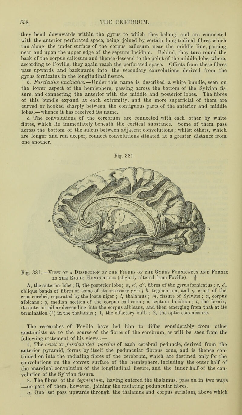 they bend downwards within the gyrus to which they belong, and are connected with the anterior perforated space, being joined by certain longitudinal fibres which run along the under surface of the corpus callosum near the middle line, passing near and upon the upper edge of the septum lucidum. Behind, they turn round the back of the corpus callosum and thence descend to the point of the middle lobe, where, according to Eoville, they again reach the perforated space. Offsets from these fibres pass upwards and backwards into the secondary convolutions derived from the gyrus fornicatus in the longitudinal fissure. b. Fasciculus uncinatus.—Under this name is described a white bundle, seen on the lower aspect of the hemisphere, passing across the bottom of the Sylvian fis¬ sure, and connecting the anterior with the middle and posterior lobes. The fibres of this bundle expand at each extremity, and the more superficial of them are curved or hooked sharply between the contiguous parts of the anterior and middle lobes,—whence it has received its name. c. The convolutions of the cerebrum are connected with each other by white fibres, which lie immediately beneath the cortical substance. Some of them pass across the bottom of the sulcus between adjacent convolutions ; whilst others, which are longer and run deeper, connect convolutions situated at a greater distance from one another. Fig. 381. Fig. 381.—View of a Dissection of the Fibres of the Gtrtjs Fornicatus and Fornix in the Right Hemisphere (slightly altered from Foville). | A, the anterior lobe; B, the posterior lobe; a, a’, a, fibres of the gyrus fornicatus; c, c', oblique bands of fibres of some of its accessory gyri; 6, tegmentum, and g, crust of the crus cerebri, separated by the locus niger ; l, thalamus ; m, fissure of Sylvius ; n, corpus albicans ; q, median section of the corpus callosum ; s, septum lucidum; t, the fornix, its anterior pillar descending into the corpus albicans, and then emerging from that at its termination (*) in the thalamus ; 1, the olfactory bulb ; 2, the optic commissure. The researches of Foville have led him to differ considerably from other anatomists as to the course of the fibres of the cerebrum, as will be seen from the following statement of his views :— 1. The crust or fasciculated portion of each cerebral peduncle, derived from the anterior pyramid, forms by itself the peduncular fibrous cone, and is thence con¬ tinued on into the radiating fibres of the cerebrum, which are destined only for the convolutions on the convex surface of the hemisphere, including the outer half of the marginal convolution of the longitudinal fissure, and the inner half of the con¬ volution of the Sylvian fissure. 2. The fibres of the tegmentum, having entered the thalamus, pass on in two ways _no part of them, however, joining the radiating peduncular fibres. a. One set pass upwards through the thalamus and corpus striatum, above which