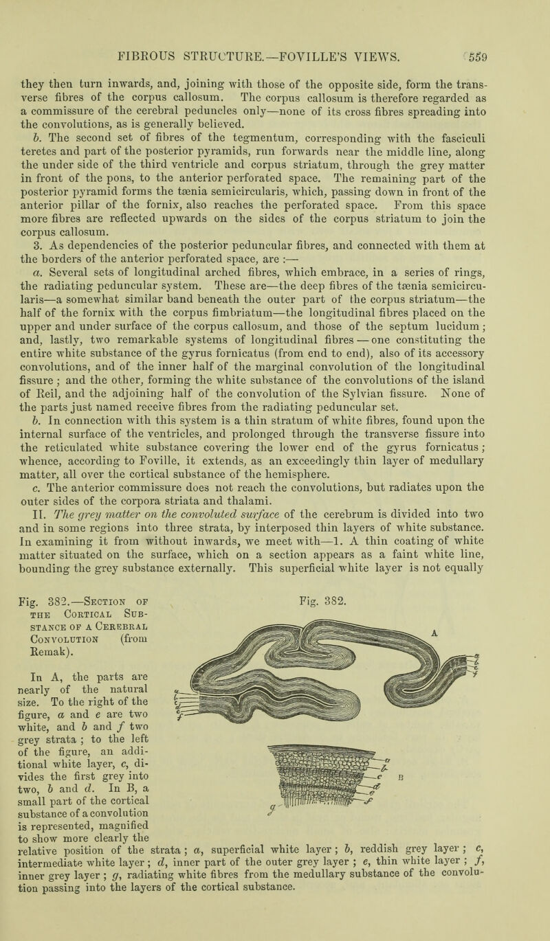 they then turn inwards, and, joining with those of the opposite side, form the trans¬ verse fibres of the corpus callosum. The corpus callosum is therefore regarded as a commissure of the cerebral peduncles only—none of its cross fibres spreading into the convolutions, as is generally believed. 6. The second set of fibres of the tegmentum, corresponding with the fasciculi teretes and part of the posterior pyramids, run forwards near the middle line, along the under side of the third ventricle and corpus striatum, through the grey matter in front of the pons, to the anterior perforated space. The remaining part of the posterior pyramid forms the tsenia semicircularis, which, passing down in front of the anterior pillar of the fornix, also reaches the perforated space. From this space more fibres are reflected upwards on the sides of the corpus striatum to join the corpus callosum. 3. As dependencies of the posterior peduncular fibres, and connected with them at the borders of the anterior perforated space, are :— a. Several sets of longitudinal arched fibres, which embrace, in a series of rings, the radiating peduncular system. These are—the deep fibres of the tsenia semicircu¬ laris—a somewhat similar band beneath the outer part of the corpus striatum—the half of the fornix with the corpus fimbriatum—the longitudinal fibres placed on the upper and under surface of the corpus callosum, and those of the septum lucidum; and, lastly, two remarkable systems of longitudinal fibres—one constituting the entire white substance of the gyrus fornicatus (from end to end), also of its accessory convolutions, and of the inner half of the marginal convolution of the longitudinal fissure ; and the other, forming the white substance of the convolutions of the island of Reil, and the adjoining half of the convolution of the Sylvian fissure. None of the parts just named receive fibres from the radiating peduncular set. b. In connection with this system is a thin stratum of white fibres, found upon the internal surface of the ventricles, and prolonged through the transverse fissure into the reticulated white substance covering the lower end of the gyrus fornicatus; whence, according to Foville, it extends, as an exceedingly thin layer of medullary matter, all over the cortical substance of the hemisphere. c. The anterior commissure does not reach the convolutions, but radiates upon the outer sides of the corpora striata and thalami. II. The grey matter on the convoluted surface of the cerebrum is divided into two and in some regions into three strata, by interposed thin layers of white substance. In examining it from without inwards, we meet with—1. A thin coating of white matter situated on the surface, which on a section appears as a faint white line, bounding the grey substance externally. This superficial white layer is not equally Fig. 382.—Section of the Cortical Sub¬ stance of a Cerebral Convolution (from Remak). In A, the parts are nearly of the natural size. To the right of the figure, a and e are two white, and 6 and / two grey strata ; to the left of the figure, an addi¬ tional white layer, c, di¬ vides the first grey into two, b and d. In B, a small part of the cortical substance of a convolution Fig. 382. is represented, magnified to show more clearly the relative position of the strata ; a, superficial white layer; b, reddish grey layer ; c, intermediate white layer; d, inner part of the outer grey layer ; e, thin white layer ; /, inner grey layer ; g, radiating white fibres from the medullary substance of the convolu¬ tion passing into the layers of the cortical substance.