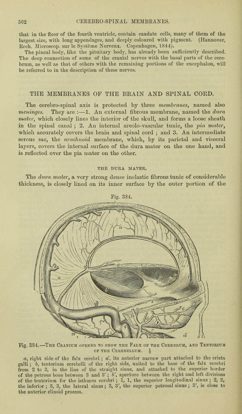 that in the floor of the fourth ventricle, contain caudate cells, many of them of the largest size, with long appendages, and deeply coloured with pigment. (Hannover, Rech. Microscop, sur le Systbme Nerveux. Copenhagen, 1844). The pineal body, like the pituitary body, has already been sufficiently described. The deep connection of some of the cranial nerves with the basal parts of the cere¬ brum, as well as that of others with the remaining portions of the encephalon, will be referred to in the description of these nerves. THE MEMBRANES OF THE BRAIN AND SPINAL CORD. The cerebro-spinal axis is protected by three membranes, named also meninges. They are :—1. An external fibrous membrane, named the dura mater, which closely lines the interior of the skull, and forms a loose sheath in the spinal canal ; 2. An internal areolo-vascular tunic, the pia mater, which accurately covers the brain and spinal cord ; and 3. An intermediate serous sac, the arachnoid membrane, which, by its parietal and visceral layers, covers the internal surface of the dura mater on the one hand, and is reflected over the pia mater on the other. THE DURA MATER, The dura mater, a very strong dense inelastic fibrous tunic of considerable thickness, is closely lined on its inner surface by the outer portion of the Fig. 384. Fig. 384.—The Cranium opened to show the Falx op the Cerebrum, and Tentorium op the Cerebellum, i a, right side of the falx cerebri; a', its anterior narrow part attached to the crista galli; b, tentorium cerebelli of the right side, united to the base of the falx cerebri from 2 to 3, in the line of the straight sinus, and attached to the superior border of the petrous bone between 3 and 3'; b\ aperture between the right and left divisions of the tentorium for the isthmus cerebri ; 1, 1, the superior longitudinal sinus ; 2, 2, the inferior ; 3, 3, the lateral sinus ; 3, 3', the superior petrosal sinus ; 3', is close to the anterior clinoid process.