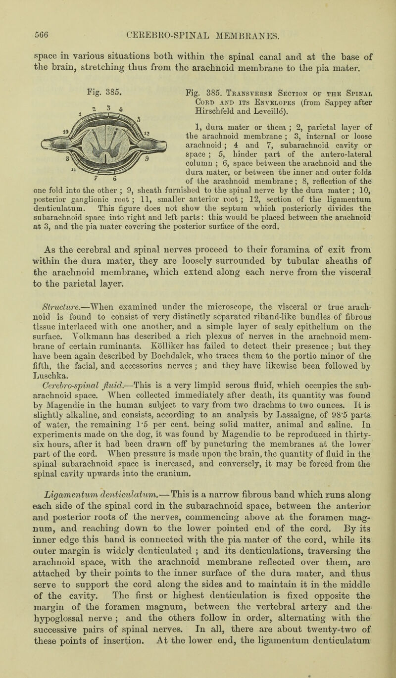 space in various situations both within the spinal canal and at the base of the brain, stretching thus from the arachnoid membrane to the pia mater. Fig. 385. Transverse Section of the Spinal Cord and its Envelopes (from Sappey after Hirschfeld and Leveill^). 1, dura mater or theca ; 2, parietal layer of the arachnoid membrane ; 3, internal or loose arachnoid ; 4 and 7, subarachnoid cavity or space ; 5, hinder part of the antero-lateral column ; 6, space between the arachnoid and the dura mater, or between the inner and outer folds of the arachnoid membrane ; 8, reflection of the one fold into the other ; 9, sheath furnished to the spinal nerve by the dura mater ; 10, posterior ganglionic root ; 11, smaller anterior root; 12, section of the ligamentum denticulatum. This figure does not show the septum which posteriorly divides the subarachnoid space into right and left parts: this would be placed between the arachnoid at 3, and the pia mater covering the posterior surface of the cord. Fig. 385. 2 3a 7 6 As the cerebral and spinal nerves proceed to their foramina of exit from within the dura mater, they are loosely surrounded by tubular sheaths of the arachnoid membrane, which extend along each nerve from the visceral to the parietal layer. Structure.—When examined under the microscope, the visceral or true arach¬ noid is found to consist of very distinctly separated riband-like bundles of fibrous tissue interlaced with one another, and a simple layer of scaly epithelium on the surface. Yolkmann has described a rich plexus of nerves in the arachnoid mem¬ brane of certain ruminants. Kolliker has failed to detect their presence ; but they have been again described by Bochdalek, who traces them to the portio minor of the fifth, the facial, and accessorius nerves; and they have likewise been followed by Luschka. Cerebrospinal fluid.—This is a very limpid serous fluid, which occupies the sub¬ arachnoid space. When collected immediately after death, its quantity was found by Magendie in the human subject to vary from two drachms to two ounces. It is slightly alkaline, and consists, according to an analysis by Lassaigne, of 98'5 parts of water, the remaining 1‘5 per cent, being solid matter, animal and saline. In experiments made on the dog, it was found by Magendie to be reproduced in thirty- six hours, after it had been drawn off by puncturing the membranes at the lower part of the cord. When pressure is made upon the brain, the quantity of fluid in the spinal subarachnoid space is increased, and conversely, it may be forced from the spinal cavity upwards into the cranium. Ligamentum denticulatum.—This is a narrow fibrous band which runs along each side of the spinal cord in the subarachnoid space, between the anterior and posterior roots of the nerves, commencing above at the foramen mag¬ num, and reaching down to the lower pointed end of the cord. By its inner edge this band is connected with the pia mater of the cord, while its outer margin is widely denticulated ; and its denticulations, traversing the arachnoid space, with the arachnoid membrane reflected over them, are attached by their points to the inner surface of the dura mater, and thus serve to support the cord along the sides and to maintain it in the middle of the cavity. The first or highest denticulation is fixed opposite the margin of the foramen magnum, between the vertebral artery and the hypoglossal nerve ; and the others follow in order, alternating with the successive pairs of spinal nerves. In all, there are about twenty-two of these points of insertion. At the lower end, the ligamentum denticulatum