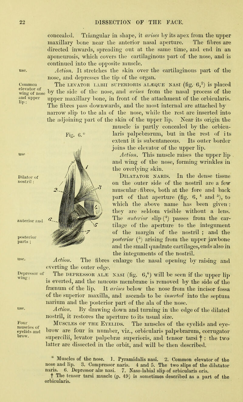 concealed. Tiiangiilar in shape, it arises by its apex from the upper maxillary bone near the anterior nasal aperture. The fibres are directed inwards, spreading out at the same time, and end in an aponeurosis, which covers the cartilaginous part of the nose, and is continued into the opposite muscle, use. Action. It stretches the skin over the cartilaginous j)art of the nose, and depresses the tip of the organ. Common The LEVATOR LABII SUPERIORIS AL^QUE NASI (fig. 6,^) is placed wfng^of nose ^he side of the nose, and aHses from the nasal process of the and upper upper maxillary bone, in front of the attachment of the orbicularis. The fibres pass downwards, and the most internal are attached by narrow slij^ to the ala of the nose, while the rest are inserted into the adjoining part of the skin of the upper lip. Near its origin the muscle is partly concealed by the orbicu- Fig. 6/:- laris paljDebrarum, but in the rest of its extent it is subcutaneous. Its outer border 1 joins the elevator of the upper lip. ^se Action. This muscle raises the upper lip and wing of the nose, forming wrinkles in the overlying skin. Dilator of ^ DILATATOR NARis. In the dense tissue ^^^^■'^ • ' ii'ifij '' '/A on the outer side of the nostril are a few muscular fibres, both at the fore and back j)art of that aj)erture (fig. 6, and '), to which the above name has been given: they are seldom visible without a lens. The anterior slij) {^) passes from the car- tilage of the aperture to the integument of the margin of the nostril ; and the posterior (') arising from the upper jaw-bone and the small quadrate cartilages, ends also in the integuments of the nostril. Action. The fibres enlarge the nasal opening by raising and everting the outer edge. Depressor of The DEPRESSOR ALJs NASI (fig. 6,) will be Seen if the up23er lip is everted, and the mucous membrane is removed by the side of the frsenum of the lip. It arises below the nose from the incisor fossa of the superior maxilla, and ascends to be inserted into the sej^tum narium and the posterior part of the ala of the nose. Action. By drawing down and turning in the edge of the dilated nostril, it restores the aperture to its usual size, nmscies of MuscLES OF THE Eyelids. The muscles of the eyelids and eye- eyeiids and brow are four in number, viz., orbicularis palpebrarum, corrugator supercilii, levator palpebrce superioris, and tensor tarsi j* : the two latter are dissected in the orbit, and will be then described. Muscles of the nose. ]. Pyramidalis nasi. 2. Common elevator of the nose and Hp. 3. Compressor naris. 4 and 5. The two slips of the dilatator naris. 6. Depressor alje nasi. 7. Naso-labial slip of orbicularis oris. t The tensor tarsi muscle (p. 49) is sometimes described as a part of the orbicularis. anterior and posterior parts ; brow.