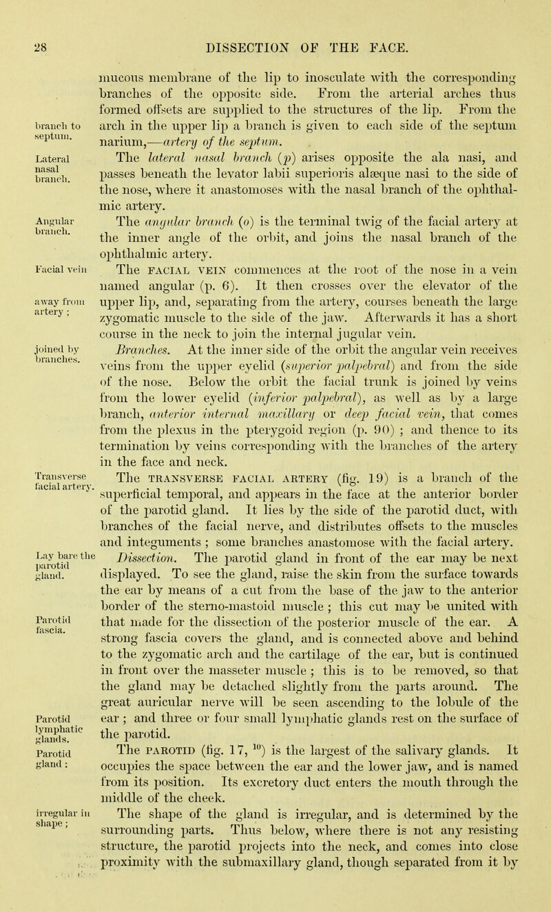 mucous membrane of the lip to inosculate with tlie corresponding branches of the opposite side. From the arterial arches thus formed offsets are supplied to the structures of the lip. From the arch in the upper lip a branch is given to each side of the septum narium,—artery of the septum. The lateral nasal branch {p) arises opposite the ala nasi, and passes beneath the levator labii superioris alseque nasi to the side of the nose, where it anastomoses with the nasal branch of the ophthal- mic artery. The amjular branch (o) is the terminal twig of the facial artery at the inner angle of the orlnt, and joins the nasal branch of the ophthalmic artery. The FACIAL VEIN commences at the root of the nose in a vein named angular (p. 6). It then crosses over the elevator of the upper lip, and, separating from the artery, courses beneath the large zygomatic muscle to the side of the jaw. Afterwards it has a short course in the neck to join the internal jugular vein. Branches. At the inner side of the orbit the angular vein receives veins from the upper eyelid {superior pjalpebral) and from the side of the nose. Below the orbit the facial trunk is joined by veins from the lower eyelid {inferior palpebral), as well as by a large branch, anterior internal maxillary or deep facial vein, that comes from the plexus in the pterygoid region (p. 90) ; and thence to its termination by veins corresponding with the blanches of the artery in the face and neck. The TRANSVERSE FACIAL ARTERY (fig. 19) is a branch of the superficial temporal, and appears in the face at the anterior border of the parotid gland. It lies by the side of the parotid duct, with branches of the facial nerve, and distributes off'sets to the muscles and integuments ; some branches anastomose with the facial artery. Dissection. The parotid gland in front of the ear may be next displayed. To see the gland, raise the skin from the surface towards the ear by means of a cut from the base of the jaw to the anterior border of the sterno-mastoid muscle ; this cut may be united with that made for the dissection of the posterior muscle of the ear. A strong fascia covers the gland, and is connected above and behind to the zygomatic arch and the cartilage of the ear, but is continued in front over the masseter muscle ; this is to be removed, so that the gland may be detached slightly from the parts around. The great auricular nerve will be seen ascending to the lobule of the ear; and three or four small lympliatic glands rest on the surface of the parotid. The PAROTID (fig. 17, ^*') is the largest of the salivary glands. It occupies the space between the ear and the lower jaw, and is named from its position. Its excretory duct enters the mouth through the middle of the cheek. The shape of the gland is irregular, and is determined by the surrounding parts. Thus below, where there is not any resisting structure, the parotid j^rojects into the neck, and comes into close proximity with the submaxillary gland, though separated from it by
