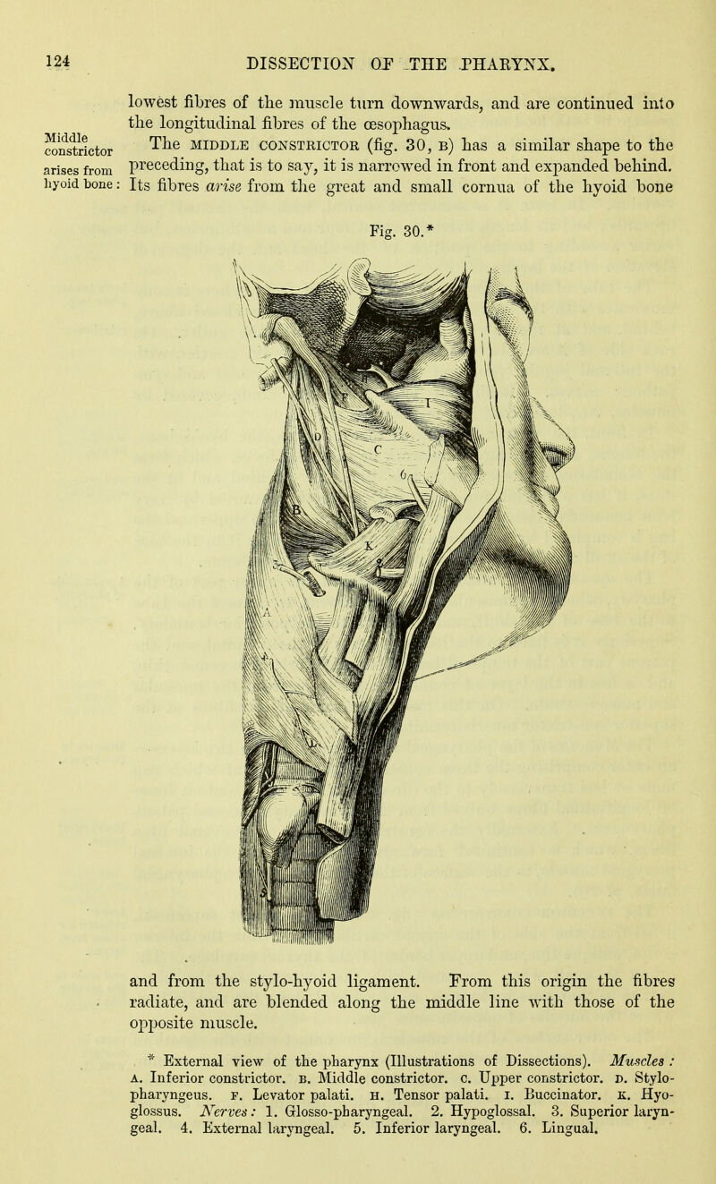 lowest fibres of the inuscle turn downwards, and are continued into the longitudinal fibres of the oesophagus, coSrictor '^^^ MIDDLE CONSTRICTOR (fig. 30, b) has a similar shape to the arises from Preceding, that is to say, it is narrowed in front and expanded behind, hyoid bone: Its fibres aoise from the great and small cornua of the hyoid bone Fig. 30.* and from the stylo-hyoid ligament. From this origin the fibres radiate, and are blended along the middle line with those of the opposite muscle. * External view of the pharynx {Illustrations of Dissections). Muscles : A. Inferior constrictor, b. Middle constrictor, c. Upper constrictor, d. Stylo- pharyngeus. F. Levator palati. h. Tensor palati. i. Buccinator, k. Hyo- glossus. Nerves: 1. Glosso-pharyngeal. 2. Hypoglossal. 3. Superior laryn- geal. 4. External laryngeal. 5. Inferior laryngeal. 6. Lingual.