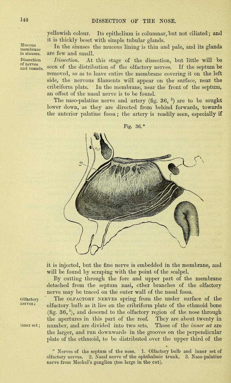 Mucous membrane in sinuses. Dissection of nerves and vessels. yellowish colour. Its epithelium is columnar, but not ciliated; and it is thickly heset with simple tubular glands. In the sinuses the mucous lining is thin and pale, and its glands are few and small. Dissection. At tliis stage of the dissection, but little will be seen of the distribution of the olfactory nerves. If the septum be removed, so as to leave entire the membrane covering it on the left side, the nervous filaments will appear on the surface, near- the cribriform plate. In the membrane, near the front of the septum, an offset of the nasal nerve is to be found. The naso-palatine nerve and artery (fig. 36, are to be sought lower down, as they are directed from behind forwards, towards the anterior palatine fossa; the artery is readily seen, especially if Olfactory nerves; inner set: it is injected, but the fine nerve is embedded in the membrane, and will be found hj scraping with the point of the scalpel. By cutting through the fore and upper part of the membrane detached from the septum nasi, other branches of the olfactory nerve may be traced on the outer wall of the nasal fossa. The OLFACTORY NERVES spring from the under surface of the olfactory bulb as it lies on the cribriform plate of the ethmoid bone (fig. 36, ^), and descend to the olfactory region of the nose through the apertures in this part of the roof. They are about twenty in number, and are divided into two sets. Those of the inner set are the larger, and run downwards in the grooves on the perpendicular plate of the ethmoid, to be distributed over the upper third of the Nerves of the septum of the nose. 1. Olfactory bulb and inner set of olfactory nerves. 2. Nasal nerve of the ophthalmic trunk. 3. Naso-palatine nerve from Meckel's ganglion (too large in the cut).