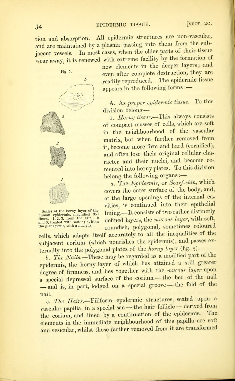 20, tion and absorption. All epidermic strnctures are non-vascnlar, and are maintained by a plasma passing into them from the sub- jacent vessels. In most cases, when the older parts of their tissue wear away, it is renewed with extreme facility by the formation of new elements in the deeper layers; and even after complete destruction, they arc readily reproduced. The epidermic tissue appears in the following forms :— Fig. 5. r A. As proper epidermic tissue. To this division belong— I. Hor7iy tissue.—This always consists of compact masses of cells, which are soft in the neighbourhood of the vascular matrix, but when further removed from it, become more firm and hard (cornified), and often lose their original cellular cha- racter and their nuclei, and become ce- mented into horny plates. To this division belong the following organs :— a. The Epidermis, or Scarf-skin, which covers the outer surface of the body, and, at the large openings of the internal ca- vities, is continued into their epithelial lining.—It consists of two rather distiuctly defined layers, the mucous layer, with soft, roundish, polygonal, sometimes coloured cells, which adapts itself accurately to all the inequalities of the subjacent corium (which nourishes the epidermis), and passes ex- ternally into the polygonal plates of the liorny layer (fig. 5). h. The iVazZs.—These may be regarded as a modified part of the epidermis, the horny layer of which has attained a still greater degree of firmness, and lies together with the mucous layer upon a special depressed surface of the corium —the bed of the nail — and is, in part, lodged on a special groove —the fold of the nail. c. The Hairs.—YAiioxm epidermic structures, seated upon a vascular papilla, in a special sac —the hair follicle — derived from the corium, and lined by a continuation of the epidermis. The elements in the immediate neighbourhood of this papilla are soft and vesicular, whilst those farther removed from it are transformed Scales of the horny layer of the human epidermis, magnified 350 times. 1,2,3, from the arm; 2 and 3, treated with water; 4, from tha glans penis, with a nucleus.